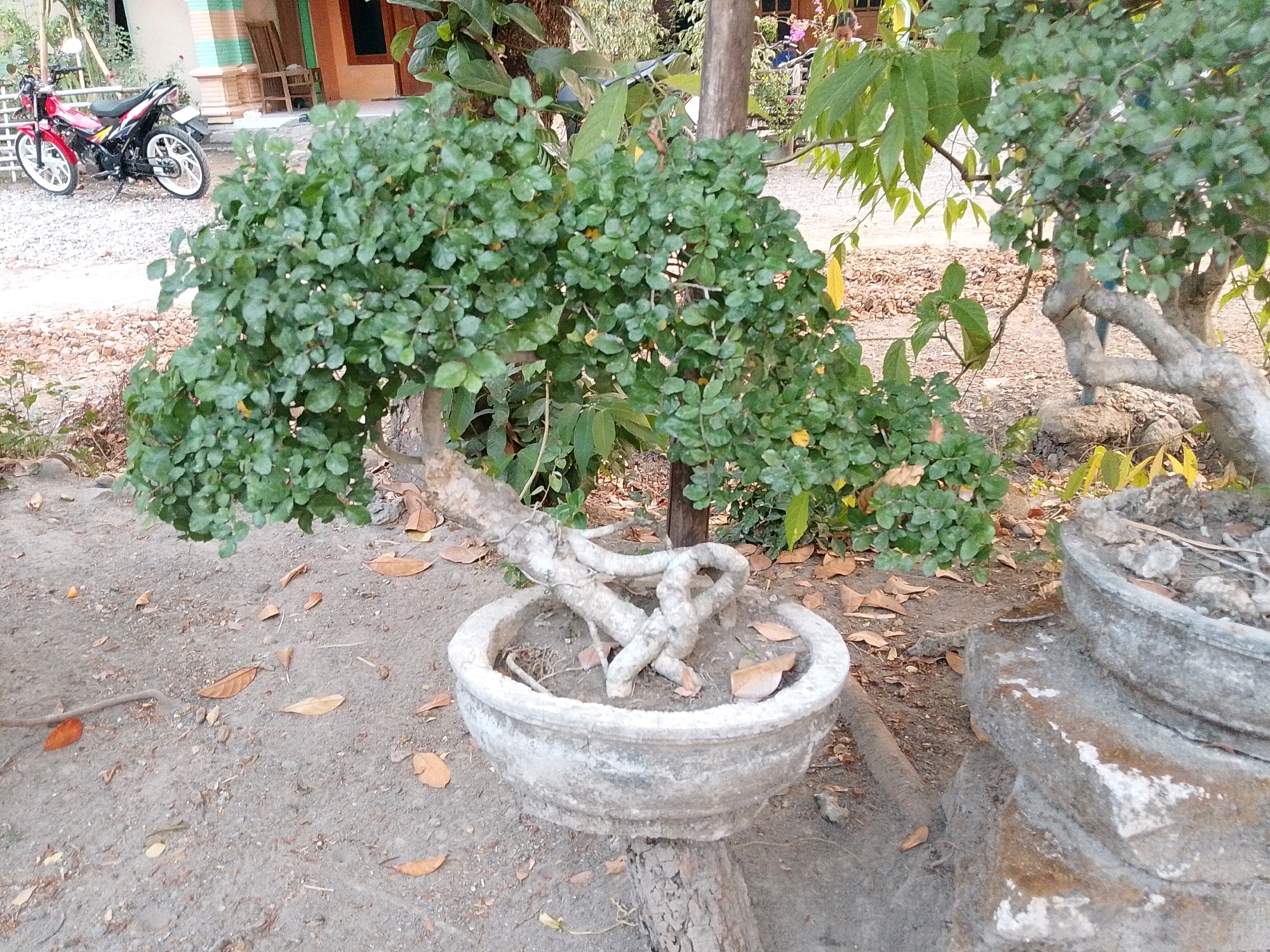 In Gerih, Indonesia, a red and black motorcycle is parked on a gravel surface in front of a building with light-colored walls and green trim. To the right of the motorcycle, a bonsai tree is planted in a weathered, round, concrete pot. The bonsai has a thick, twisted trunk and a dense canopy of small green leaves. The ground around the bonsai is covered in dry leaves and dirt. Another concrete pot, partially visible on the right, holds a different plant. The scene appears to be an outdoor area adjacent to a residential or commercial building.