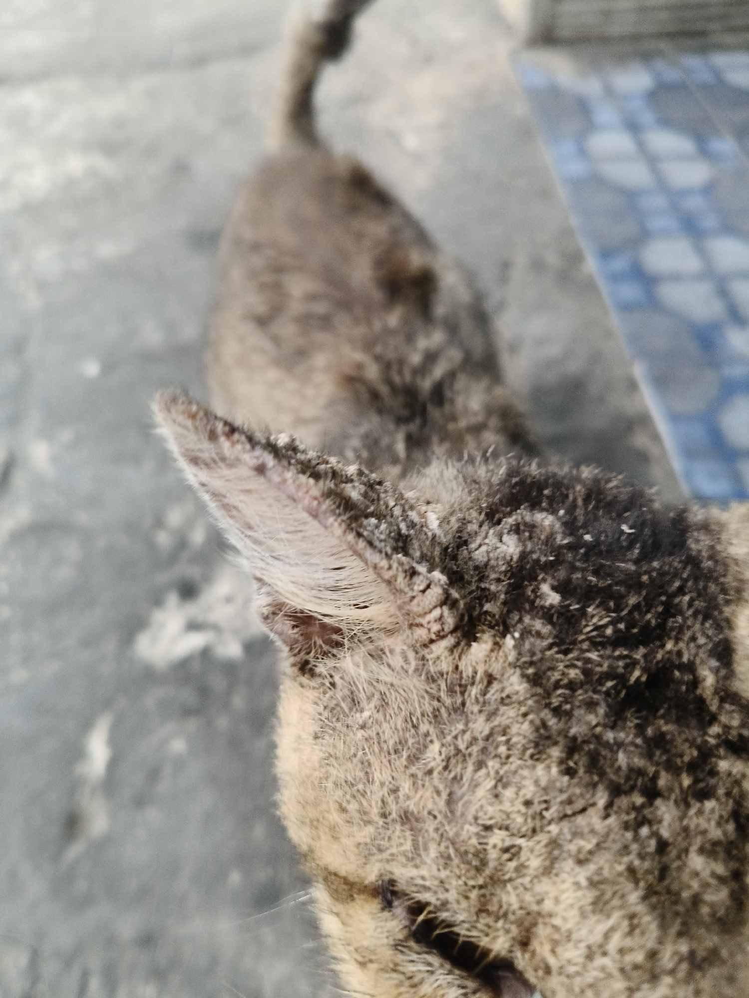 A close-up, high-angle shot captures the head and upper body of a tabby cat on a grey, concrete surface in front of a tiled area. The cat's fur appears mottled with brown, black, and grey markings. Its right ear, prominent in the foreground, is tufted with white hairs along the edge and inside. The cat's body extends away from the camera, with its tail visible in the upper portion of the frame. The background consists of a tiled area with a blue and white checkered pattern, adjacent to the concrete. The lighting suggests it is daytime. The location is a public space in South Tangerang, Indonesia.