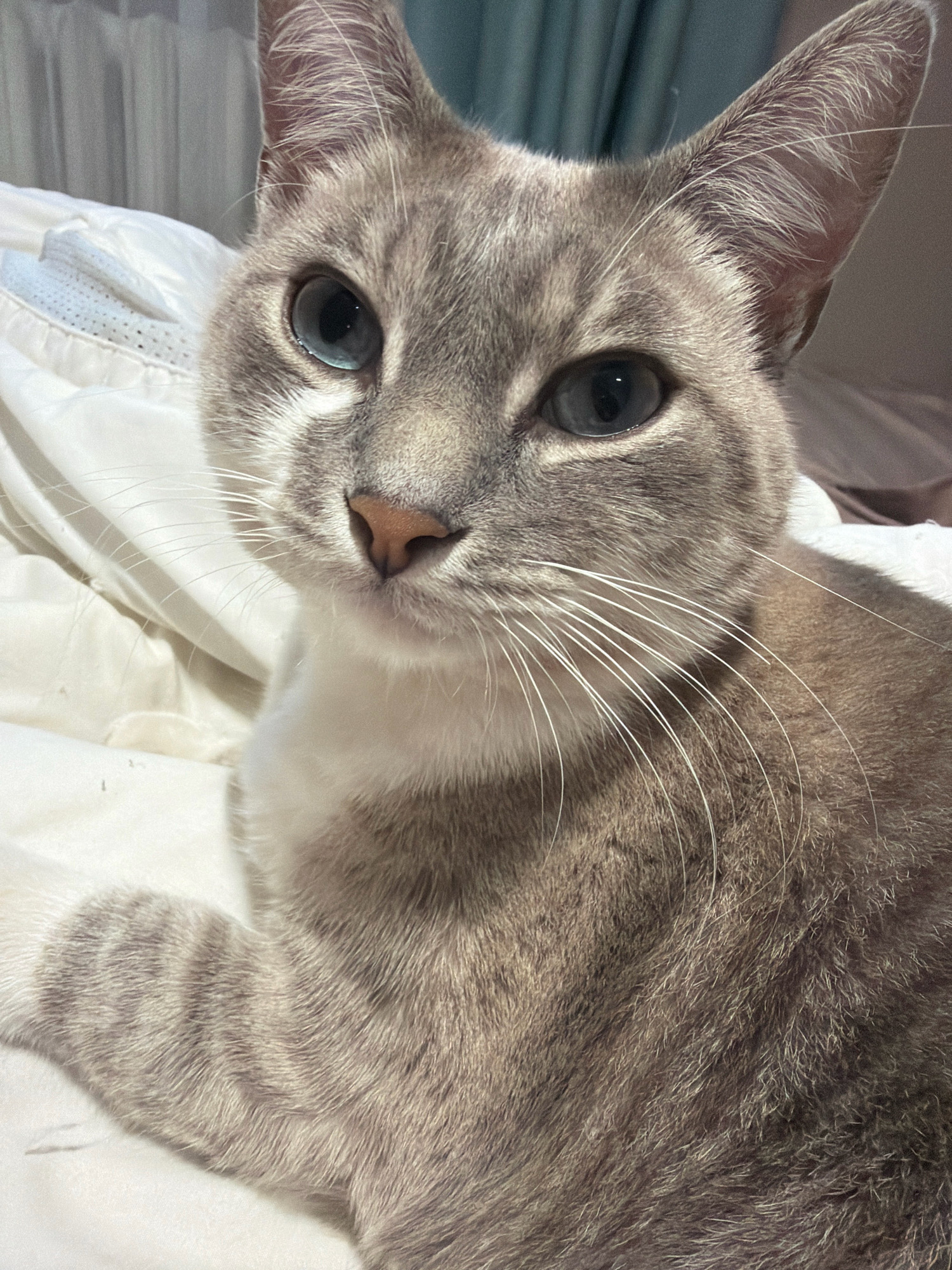 This is a close-up, eye-level, medium shot of a domestic short-haired cat with a lynx point coat pattern. The cat has striking blue eyes, a pink nose, and white whiskers. Its fur is predominantly grey with darker tabby markings on its forehead and legs. The cat is lying on a white, textured surface, likely a bed with rumpled sheets. The background is blurred, showing hints of a teal curtain and what appears to be another bed. The lighting is soft, illuminating the cat's face and upper body. There is no indication of the city of Buzuluk, Russia in the image.