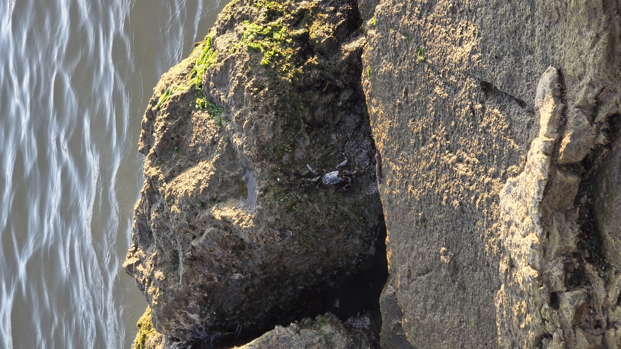 A high-angle, medium shot depicts a rocky outcropping in Fethiye, Turkey, likely at a harbor. The outcropping, composed of two main rocks, is partially covered in green algae near the top. The rocks are weathered and textured, with a dark coloration. Between the two main rocks, a small, dark crevice contains water. A single crab is visible on the mossy rock to the left, near the crevice. To the left of the rocks is rippling water reflecting sunlight.
