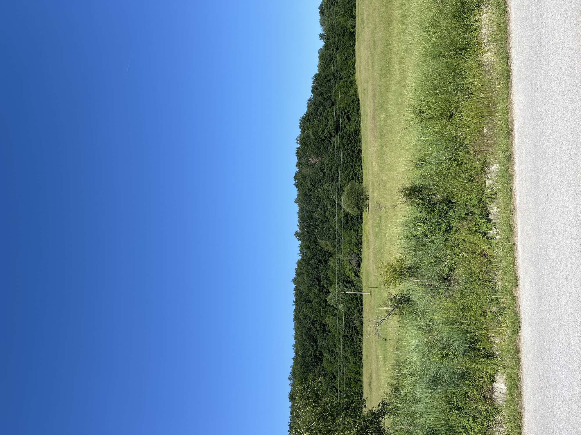 A wide, upward-angled shot captures a clear, vibrant blue sky. Below the sky, a dense line of dark green trees forms a horizontal band across the middle of the image, signifying a forest or a thick treeline. In front of the trees, a wide, sunlit field of light green grass stretches across the scene. A single, thin utility pole with wires running between it and unseen points stands in the field, and a few scattered trees and shrubs dot the grassy expanse. The foreground is occupied by a portion of an asphalt road, with a rough, textured surface. On the far left, a lush green tree with dense foliage is partially visible, arching over the foreground. The overall scene depicts a natural, rural landscape under a bright, cloudless sky.