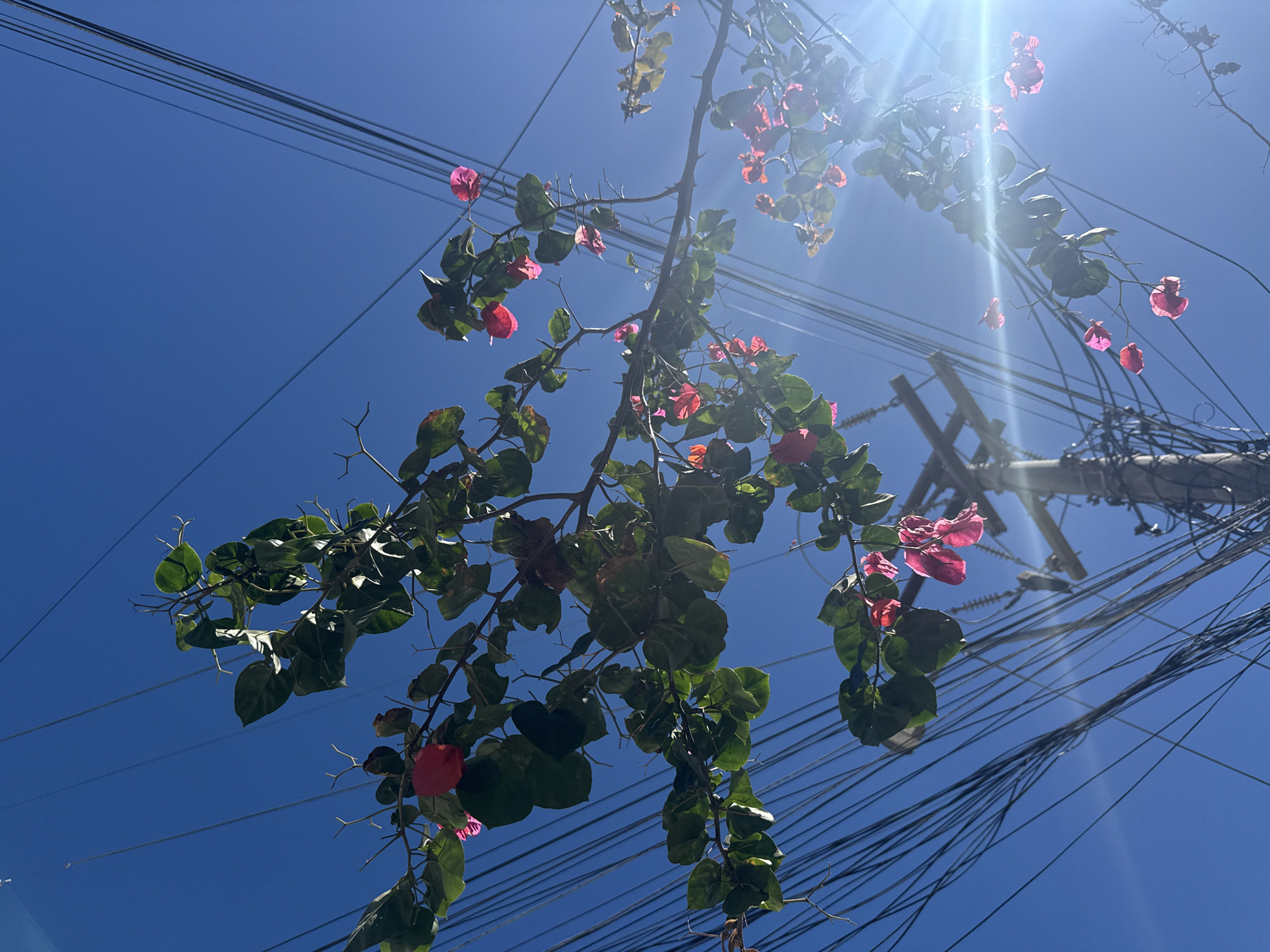 The image, taken in Arraial do Cabo, Brazil, depicts a low-angle view of a vibrant blue sky populated with a dense network of electrical wires. A flowering vine, bearing bright pink and red blossoms and green leaves, is interwoven with the wires. The vine appears to be growing near or around a utility pole, which is visible in the background. Sunlight streams in from the right side of the frame, creating a lens flare effect and illuminating the flowers and leaves with a warm glow. The overall scene suggests an outdoor urban or semi-urban environment where nature is interacting with the infrastructure. There are no people visible in the image.