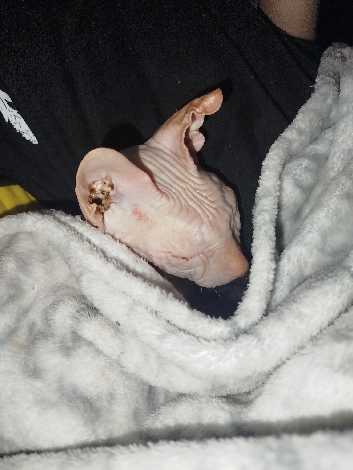The image is a close-up, eye-level shot of a hairless cat, likely a Sphynx breed, nestled in a soft, grey, plush blanket. The cat's skin is visible, showing wrinkles and some minor reddening, particularly around its right ear, which appears to have some brown debris within it. The cat's head is turned to the left, with its nose pointing away from the viewer. Behind the cat, a dark fabric, possibly a t-shirt or sweater, is visible. The lighting is dim, suggesting an indoor environment, possibly at night. There is no indication of the cat's location within the city of Zavodoukovsk, Russia, or any other specific geographical context.