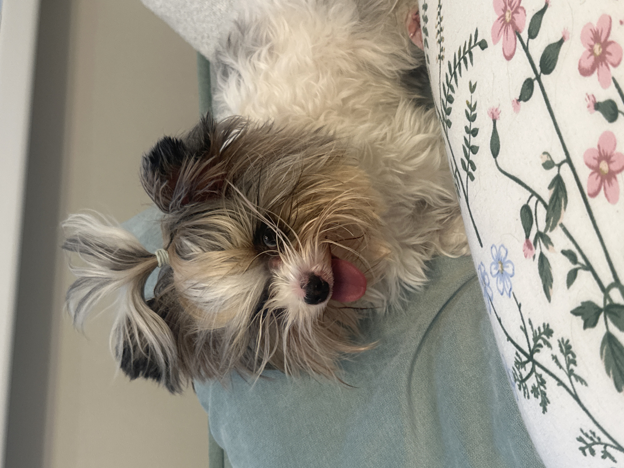 A small, fluffy dog with multi-colored fur (predominantly white, light brown, and dark grey/black) is the central subject of this image. The dog's long hair on its head is styled into two small ponytails, secured by a light green elastic band. Its tongue is partially sticking out, and its eyes are looking directly at the camera, conveying a playful or relaxed expression.
The dog is lying on a light blue fabric surface, which appears to be soft, possibly a blanket or part of an upholstered furniture piece. To the right of the dog, a pillow or cushion featuring a floral pattern is visible. The pattern includes pink and light blue flowers with green leaves and stems on a white background. The background behind the dog consists of a plain, light-colored wall, indicating an indoor setting. The image is taken from a slightly elevated angle, and the overall orientation is vertical, with the dog's head positioned towards the lower right. There is no visible text in the image. The scene takes place indoors in Khimki, Russia.
