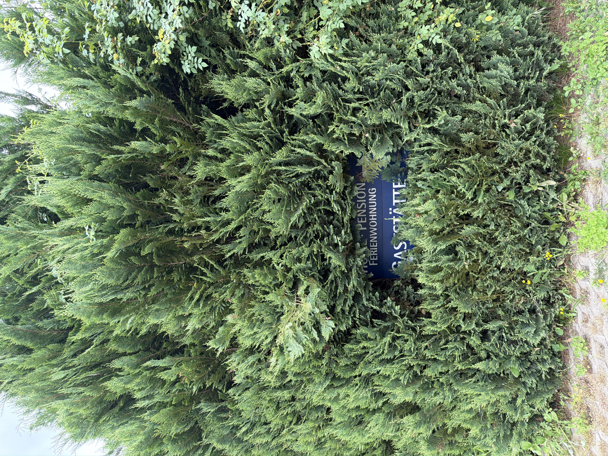 A dark blue sign is partially visible behind a dense evergreen hedge. The sign has white lettering that reads "PENSION FERIENWOHNUNG GASTSTATTE". The hedge is composed of various types of coniferous trees, with some lighter green leaves from a different plant visible on the right side of the image. The ground in front of the hedge is covered with a rough, light-colored surface and patches of green grass and small yellow wildflowers. The sky above is overcast and pale.