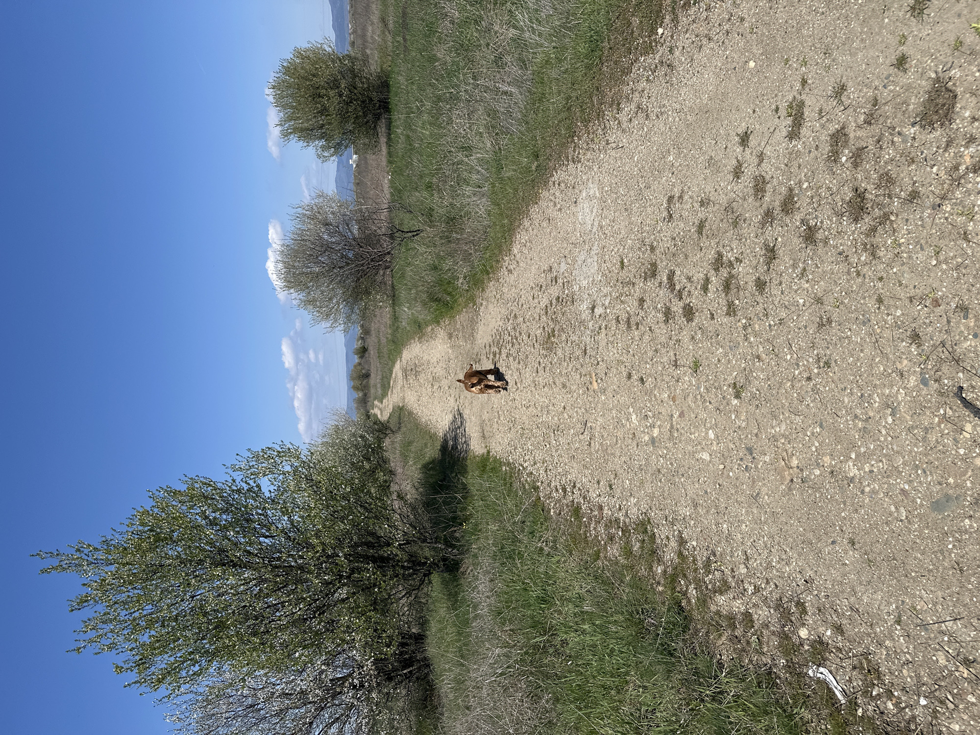 A dirt path extends into the distance, flanked by grassy fields and trees. A brown dog is walking along the path. The sky is blue with few clouds. The scene is likely rural and potentially located on the outskirts of Sofia, Bulgaria, given the landscape.