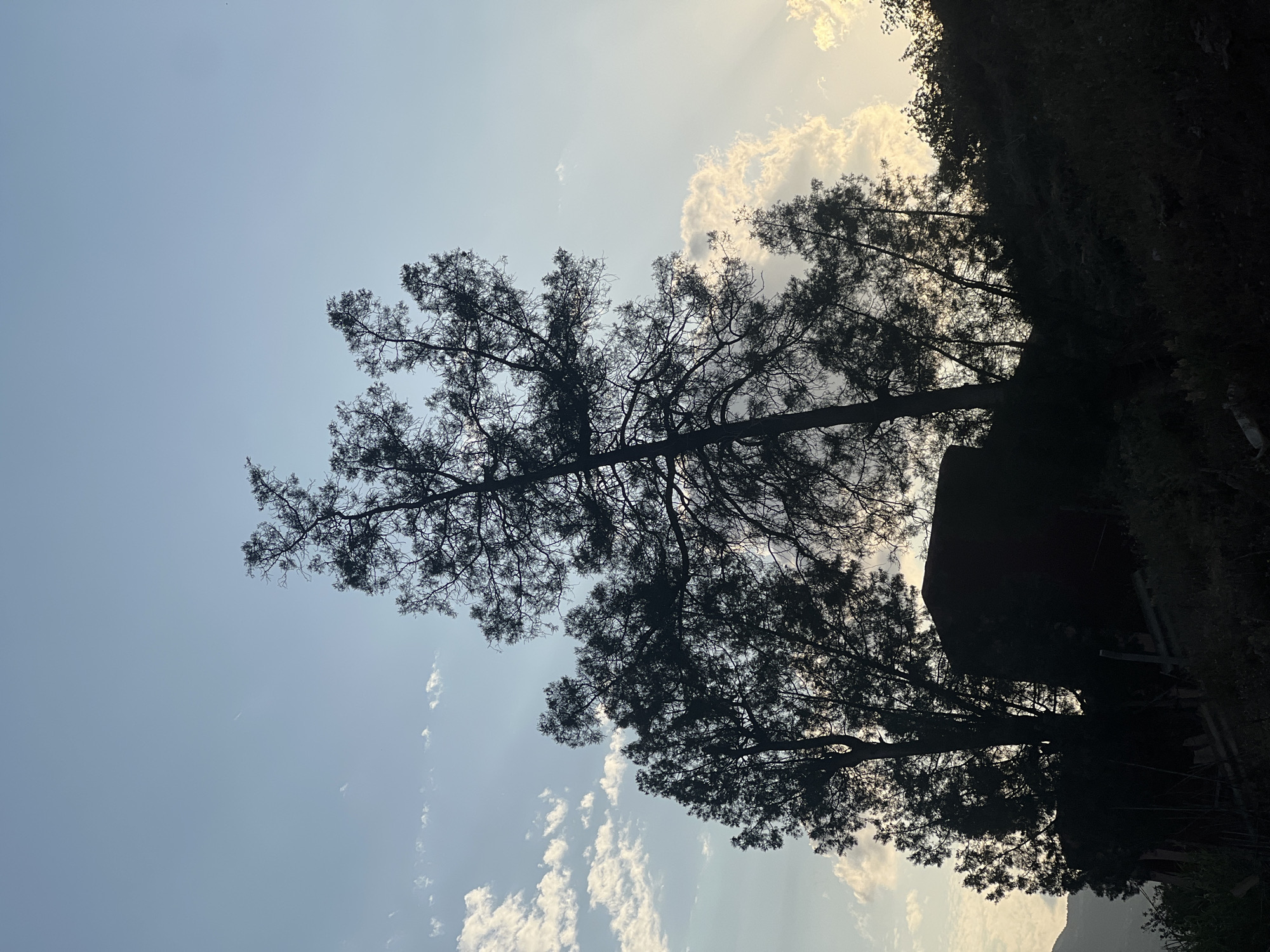 The image shows a partially obscured view of the sky with trees in silhouette. The location is likely near Bin El Ouidane, Morocco, based on the presence of vegetation and the lighting conditions. The sky is a pale blue with some white clouds. Sunlight is visible through the clouds and the branches of the trees. The trees are dark, with intricate branch patterns silhouetted against the sky. There is a dark mass on the right side of the image, which could be a building, rock formation or dense foliage. The overall composition is a high-angle shot, suggesting the picture was taken from an elevated position. There are no people visible in the frame.