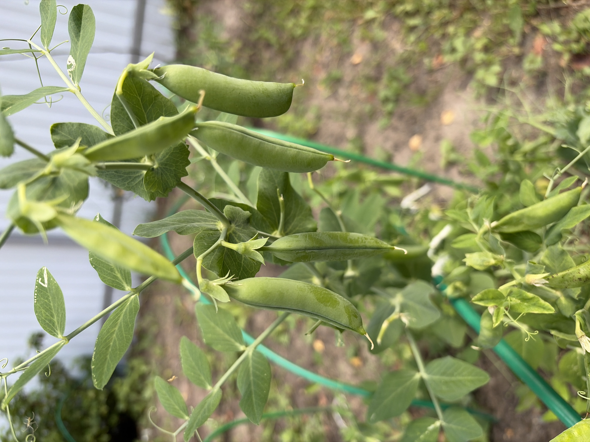 The image shows a close-up view of a pea plant growing in a garden. Several green pea pods are visible, hanging from the vine. The plant has lush green leaves and tendrils. The background consists of a blurred garden setting with soil and some vegetation, and a white fence. The scene appears to be outdoors, possibly in a residential backyard. No people or animals are present in the image.