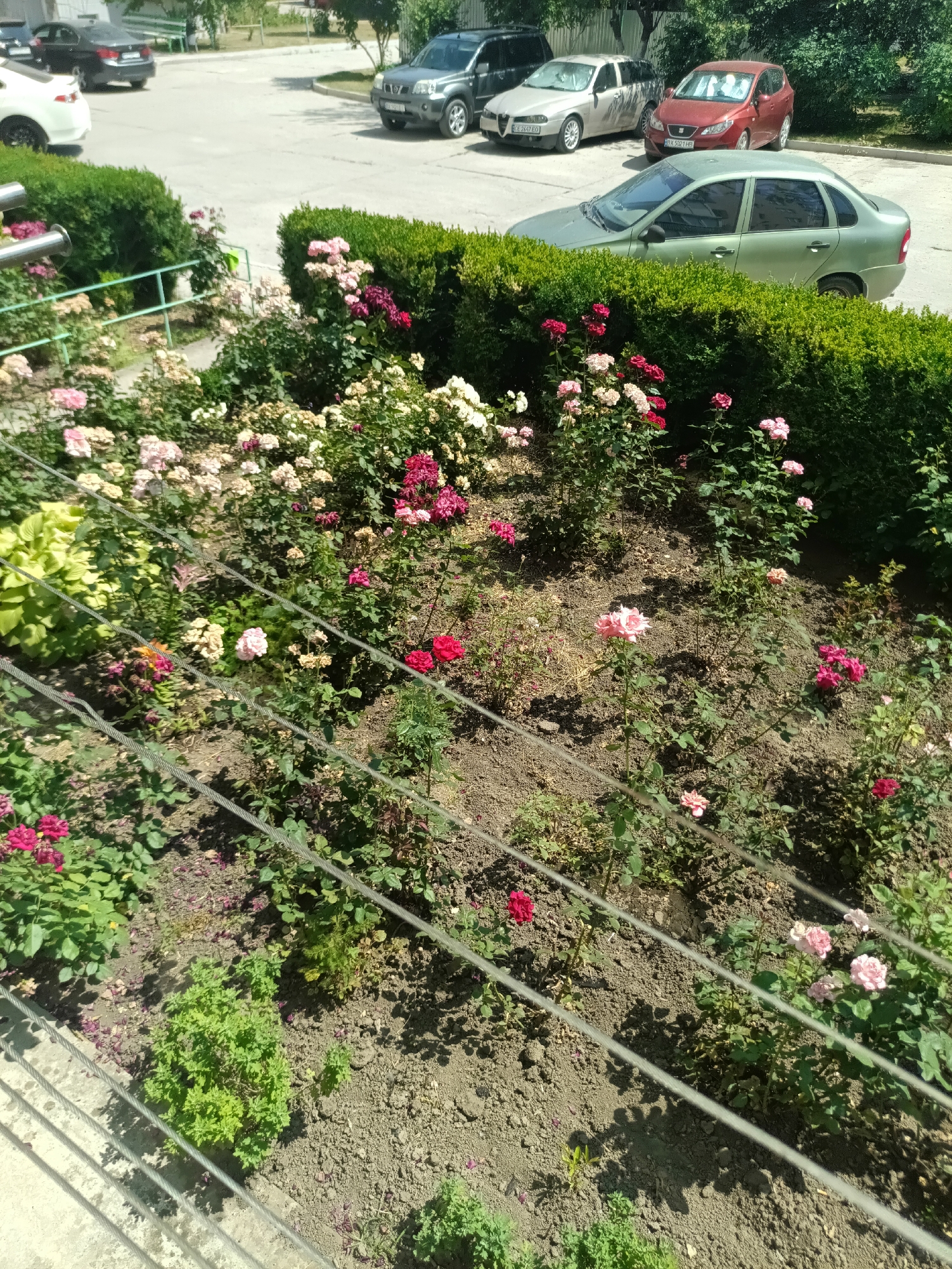 This media file depicts a garden filled with blooming roses, showcasing a variety of pink, red, and white flowers. The garden is bordered by a dense green hedge. In the background, several cars are parked on a paved area, including a light-colored sedan, a dark SUV, and a red hatchback. The scene suggests a sunny day, with shadows cast on the ground, indicating it is likely midday or early afternoon. The setting appears to be a residential area or public space, possibly in Kamianets-Podilskyi, Ukraine, given the location context. There are no people visible in the image. The overall impression is one of a well-maintained garden in a semi-urban environment. A metal fence with thin wires runs diagonally across the foreground, partially obscuring the view of the flowers and ground.