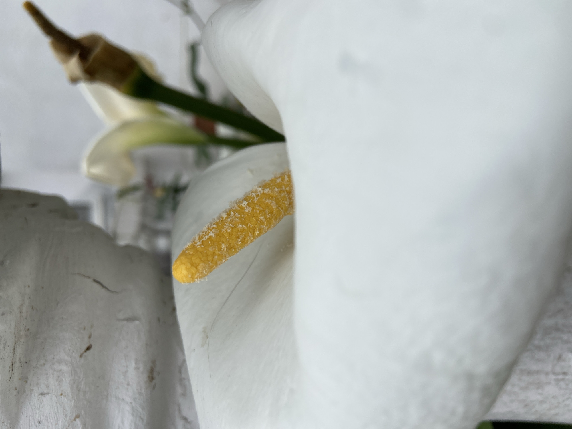 This is a close-up, macro photograph capturing the elegant details of a white calla lily (Zantedeschia aethiopica). The main subject is the flower's prominent yellow spadix, which is sharply in focus, revealing its textured, granular surface. This spadix is partially enveloped by the pristine white spathe, the large, funnel-shaped petal-like structure of the flower, which dominates the right side and upper portions of the image with its soft, slightly out-of-focus form.
In the blurred background, to the upper left, a green stem with a brownish tip, likely belonging to another flower or bud, can be faintly discerned. To the far left, a textured, off-white surface, possibly a wall or decorative object, shows minor imperfections like faint lines and dark specks. The lighting is bright and diffuse, creating soft highlights and shadows that enhance the flower's natural contours. The shallow depth of field emphasizes the intricate beauty of the calla lily. No specific activity or event is taking place, and no visible text is present. The image evokes a sense of calm and purity, capturing a moment of natural beauty in Budva, Montenegro.
