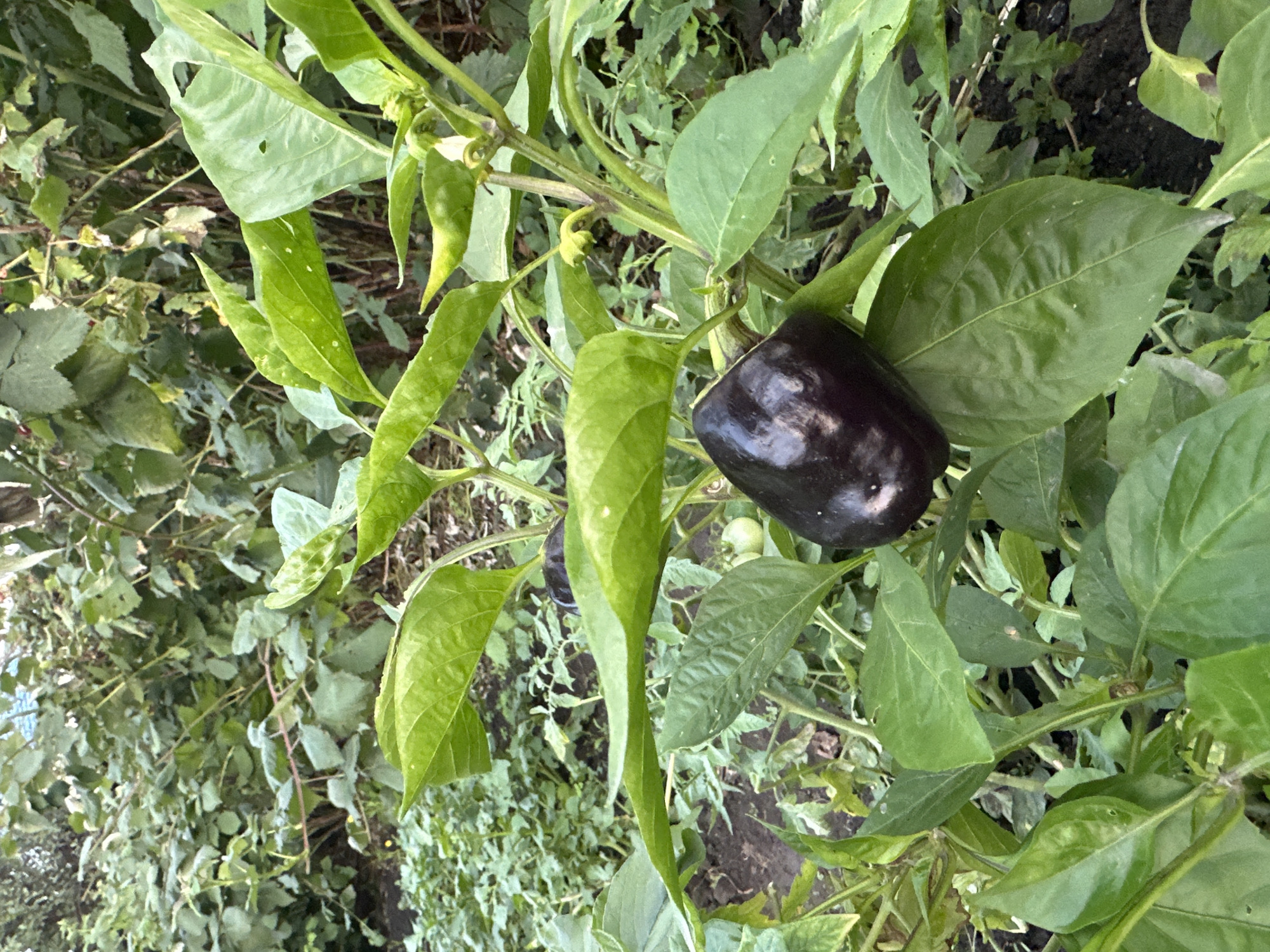 An almost ripe, dark purple bell pepper is growing on a plant with green leaves in a garden. The background is filled with other green plants and soil, suggesting an outdoor, natural setting. The image's metadata does not contain information about its specific location in Biysk, Russia.