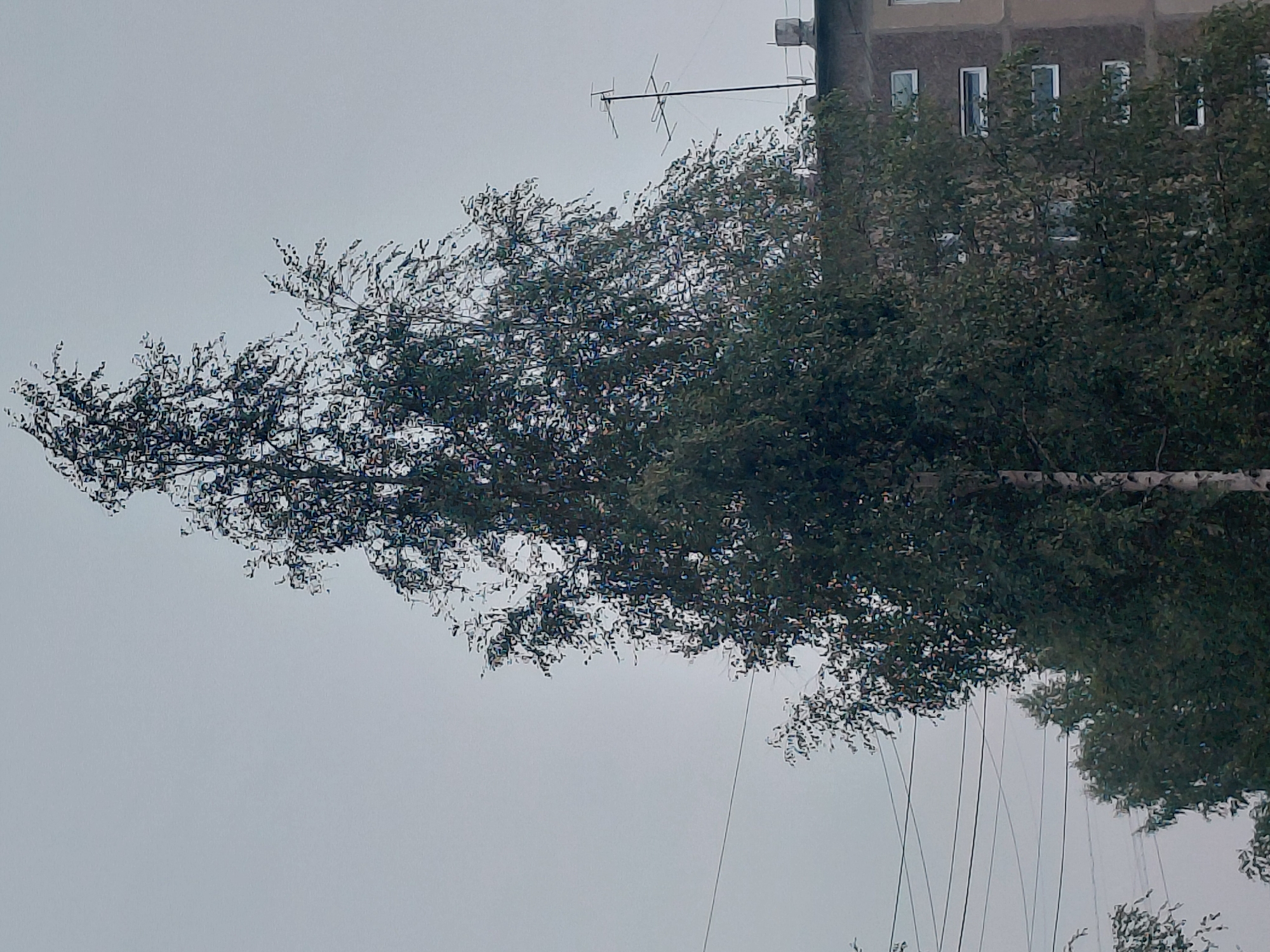A tall, slender birch tree dominates the foreground of this overcast image, its branches extending upwards and slightly to the right, partially obscuring a multi-story concrete apartment building in the background. The building, typical of Soviet-era architecture, has multiple rows of windows, some of which are illuminated. An outdoor television antenna is mounted on the roof of the building. Several power lines are visible against the grey sky, crisscrossing the scene. The tree's white bark is distinctive, and its leaves are a deep green, suggesting it is either late spring or summer. The overall impression is of a residential urban environment in Nefteyugansk, Russia. There are no people visible in the image.