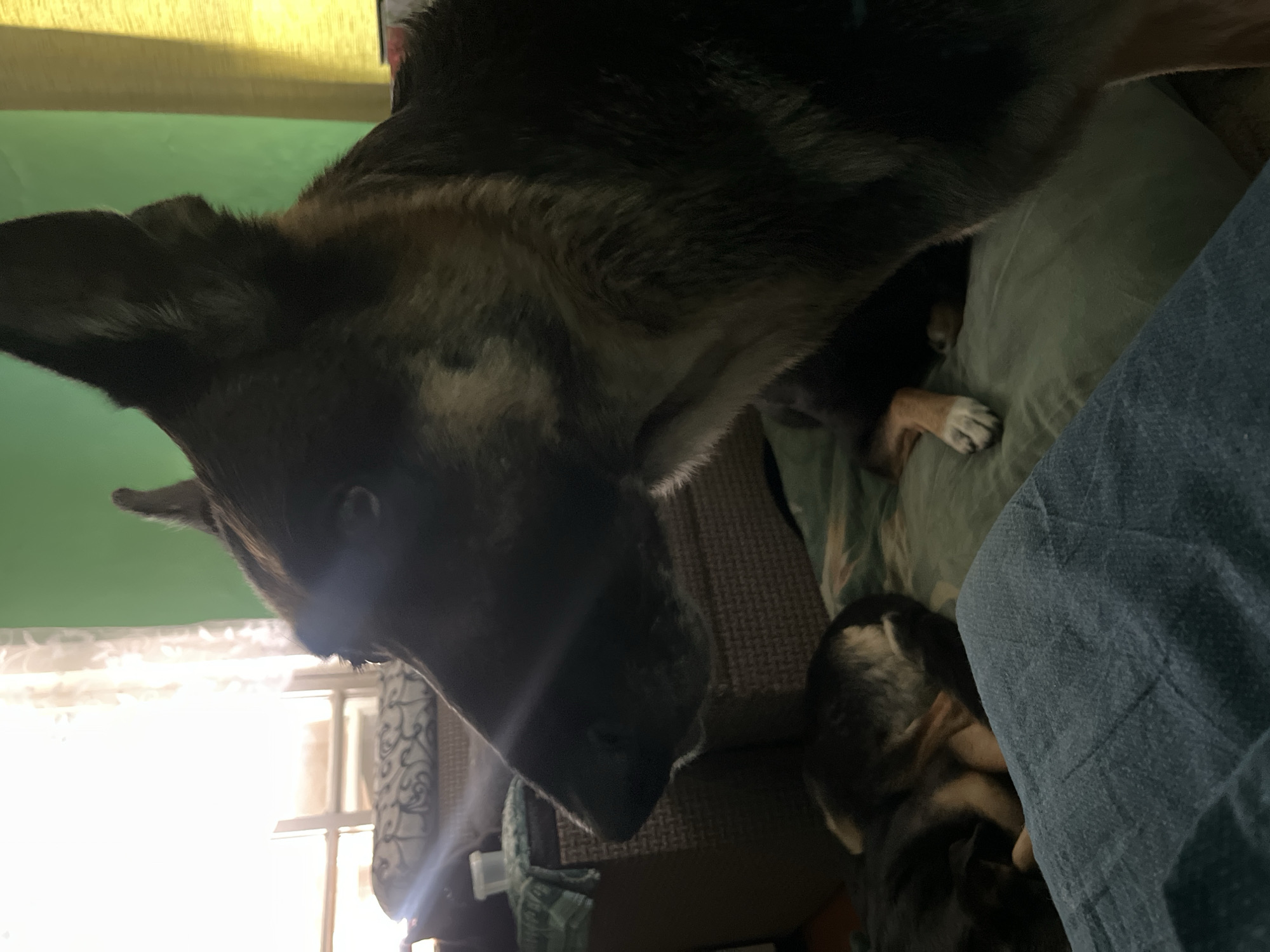 A close-up, slightly off-kilter, indoor shot shows a German Shepherd dog with dark fur and light-colored markings on its face and chest. The dog is positioned close to the camera, its head and upper body dominating the frame. Another smaller dog is partially visible, lying near the German Shepherd. A person wearing denim is present in the lower right corner of the image. The background includes a green wall and a window with white curtains. Additional objects, such as a patterned chair or other furniture, are partially visible in the background. The scene appears to be in a residential setting. There is no information to suggest this image was taken in Nizhny Tagil, Russia.