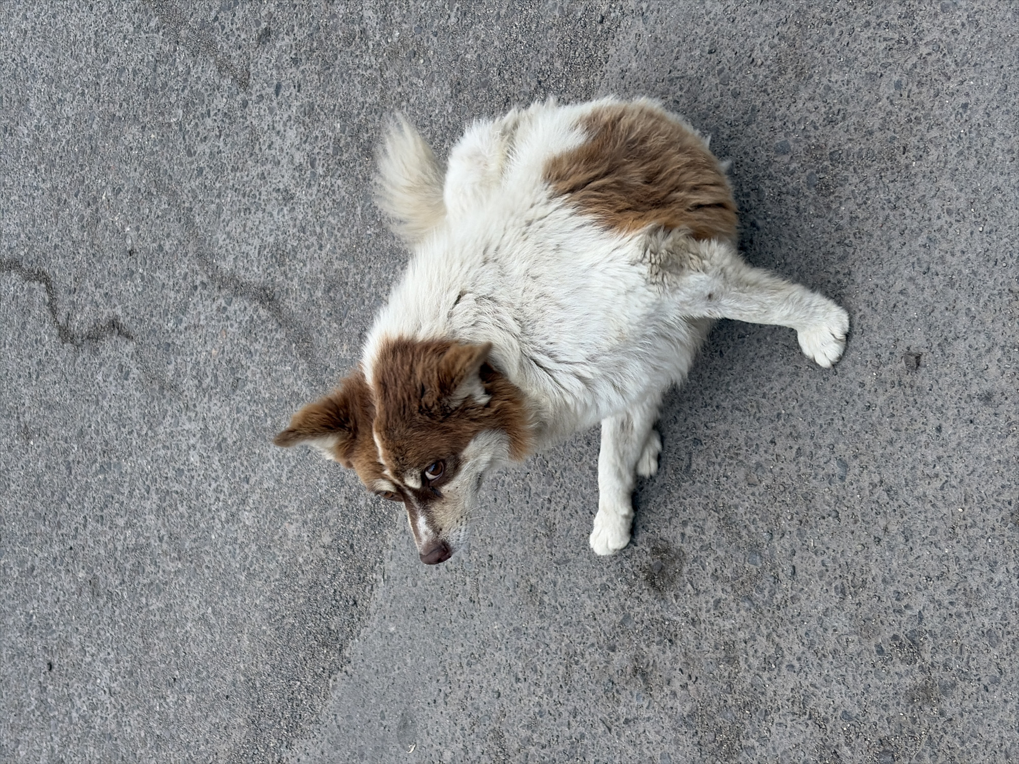 A medium-sized, mixed-breed dog with brown and white fur stands on a cracked asphalt surface. The dog is positioned in the center of the frame, viewed from directly above. Its head is turned to the left, and it appears to be looking upwards. The dog has expressive brown eyes and pointed, brown-tipped ears. Its fur is fluffy, with patches of brown on its head, back, and tail, contrasting with white fur on its chest, legs, and the tip of its tail. One of its front legs is extended forward, and the other is bent. The asphalt surface is textured with small stones and has visible cracks and a slight sheen in some areas, suggesting it might be damp. The lighting appears to be natural, casting subtle shadows, indicating it is daytime. There are no people, visible text, or specific landmarks to suggest the exact location beyond the general context of Kant, Kyrgyzstan. The overall impression is that of a common street dog on a day out.