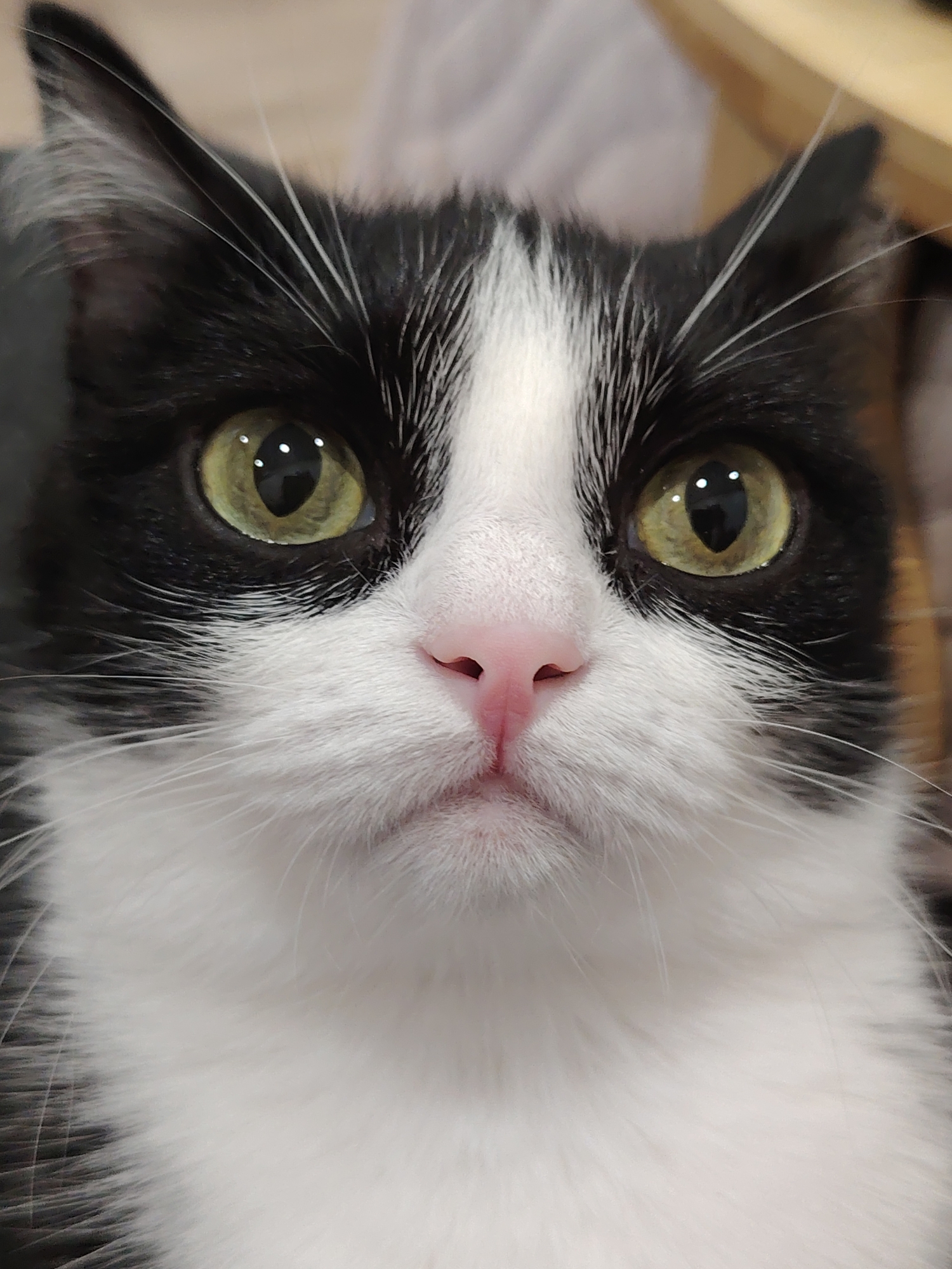 A close-up, eye-level shot focuses on the face of a black and white cat. The cat's eyes are large, yellow-green, and reflective. A pink nose sits at the center of its face, framed by white fur. Patches of black fur appear around the eyes and on top of the head. The cat's whiskers are long and white, standing out against the dark fur. The background is blurry and out of focus, suggesting the image was taken indoors. The location in the city of Unknown, Unknown cannot be determined from the image.