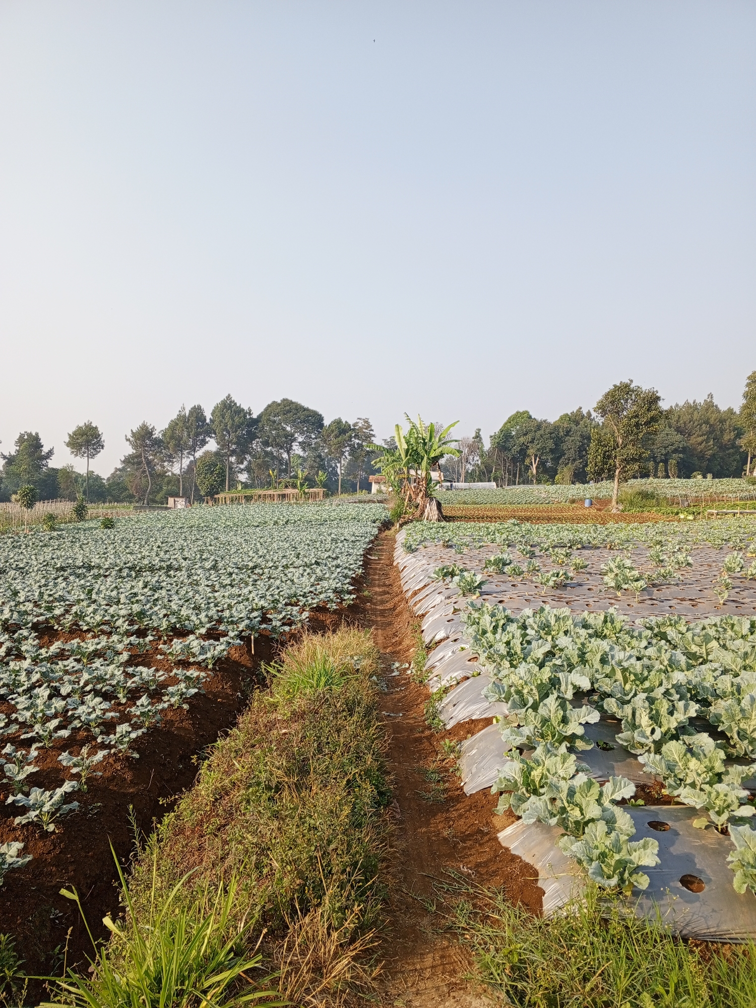 The image depicts an agricultural field, likely located in Bellanneoya, Sri Lanka, characterized by rows of green crops. On the left side, an expanse of young plants with broad, light green leaves stretches towards the horizon. They are planted in dark brown soil with visible furrows. A narrow, winding dirt path separates this section from another field on the right.
The right side of the image features a different crop, also with light green, leafy plants, but these are more mature and appear to be growing under a covering of transparent plastic sheeting, common in modern agricultural practices. The plastic is laid out in long strips, with the plants emerging through circular holes.
In the background, a line of trees, including some taller pine-like trees, marks the edge of the cultivated area. A few structures, possibly small buildings or sheds, are visible amongst the trees. The sky is a pale, washed-out blue, indicating daylight, possibly early morning or late afternoon given the soft lighting. There are no people or animals visible in the frame. The overall impression is one of a working farm, with crops meticulously arranged and managed.