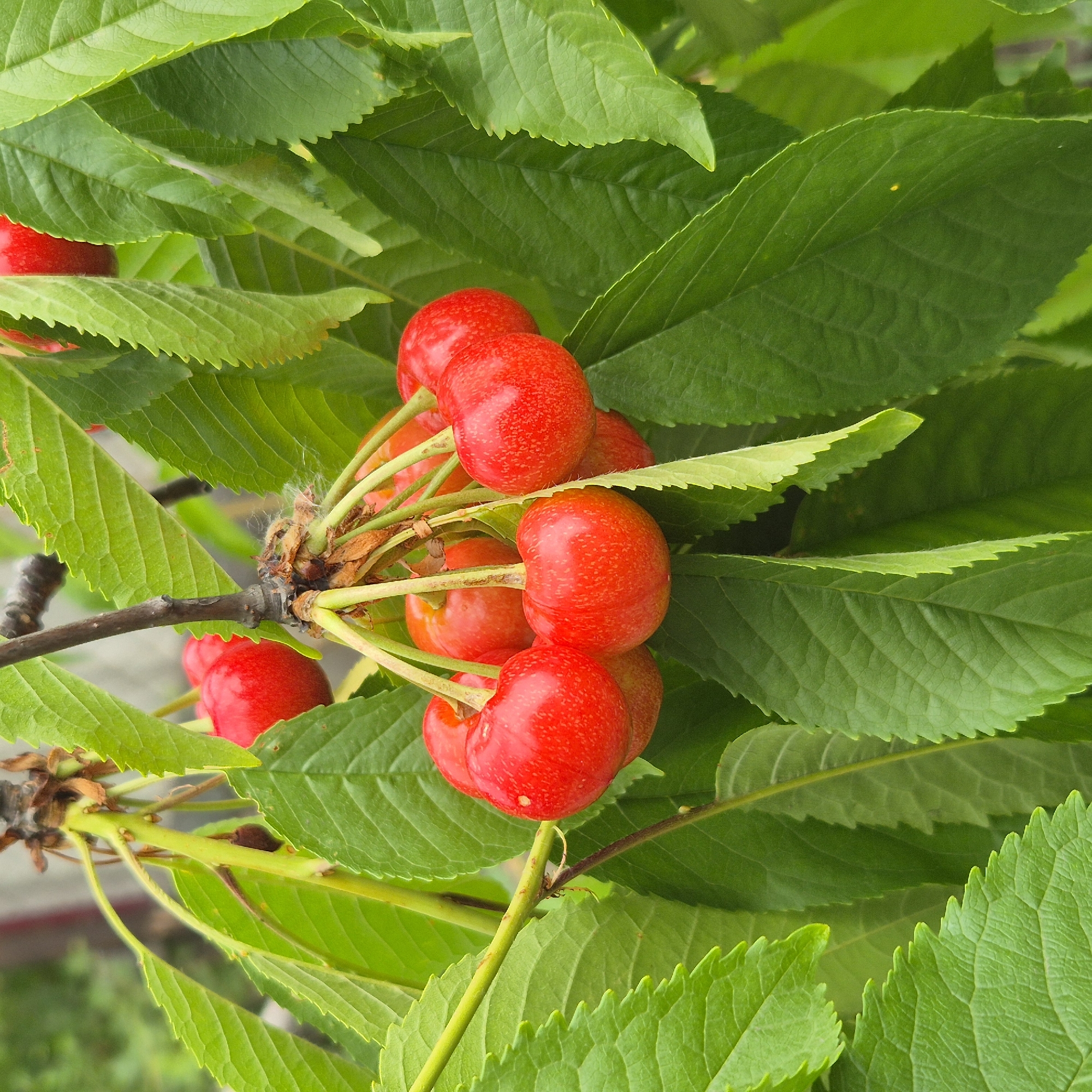 The image shows a cluster of ripe cherries on a tree branch, surrounded by green leaves. The cherries are a vibrant red color, with some having small speckles. They are attached to thin green stems. The leaves are broad and serrated along the edges. The background is blurred, suggesting a natural outdoor setting, possibly a garden or orchard. There are no people or animals visible in the image. The location information, "city of Liski, Russia," is external to the visual content of the image itself and cannot be derived from it.