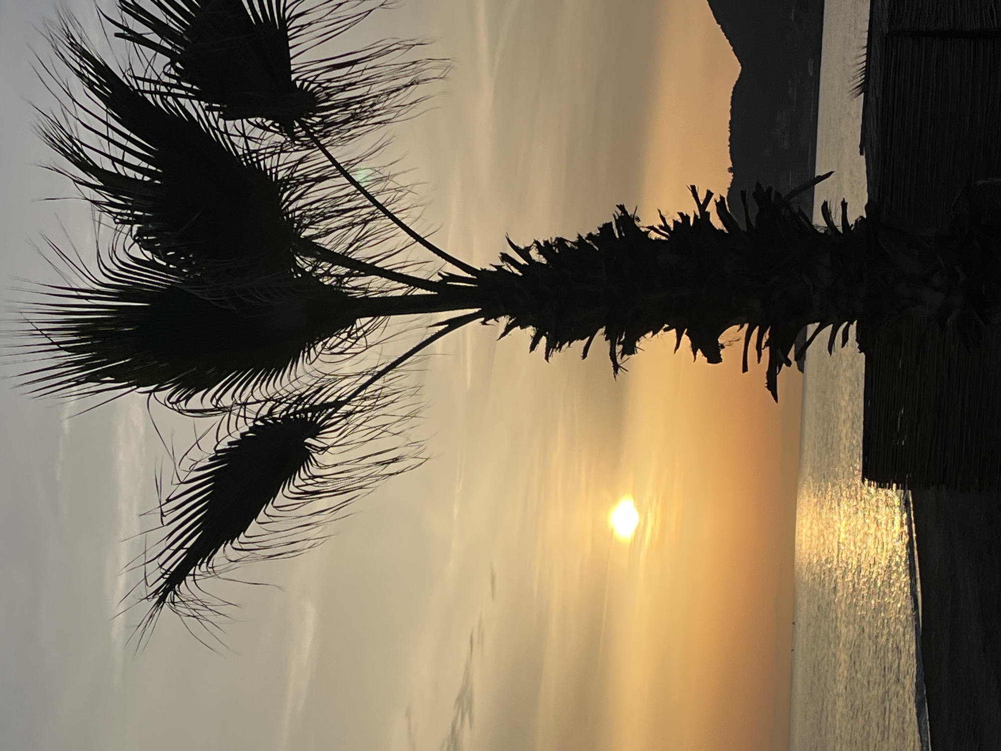The image shows a silhouette of a palm tree against a bright sunset over the sea. The sun is low on the horizon, creating a golden reflection on the water. A dark landmass is visible in the distance. A building is visible on the right side of the image. The image was taken in Alanya, Turkey.