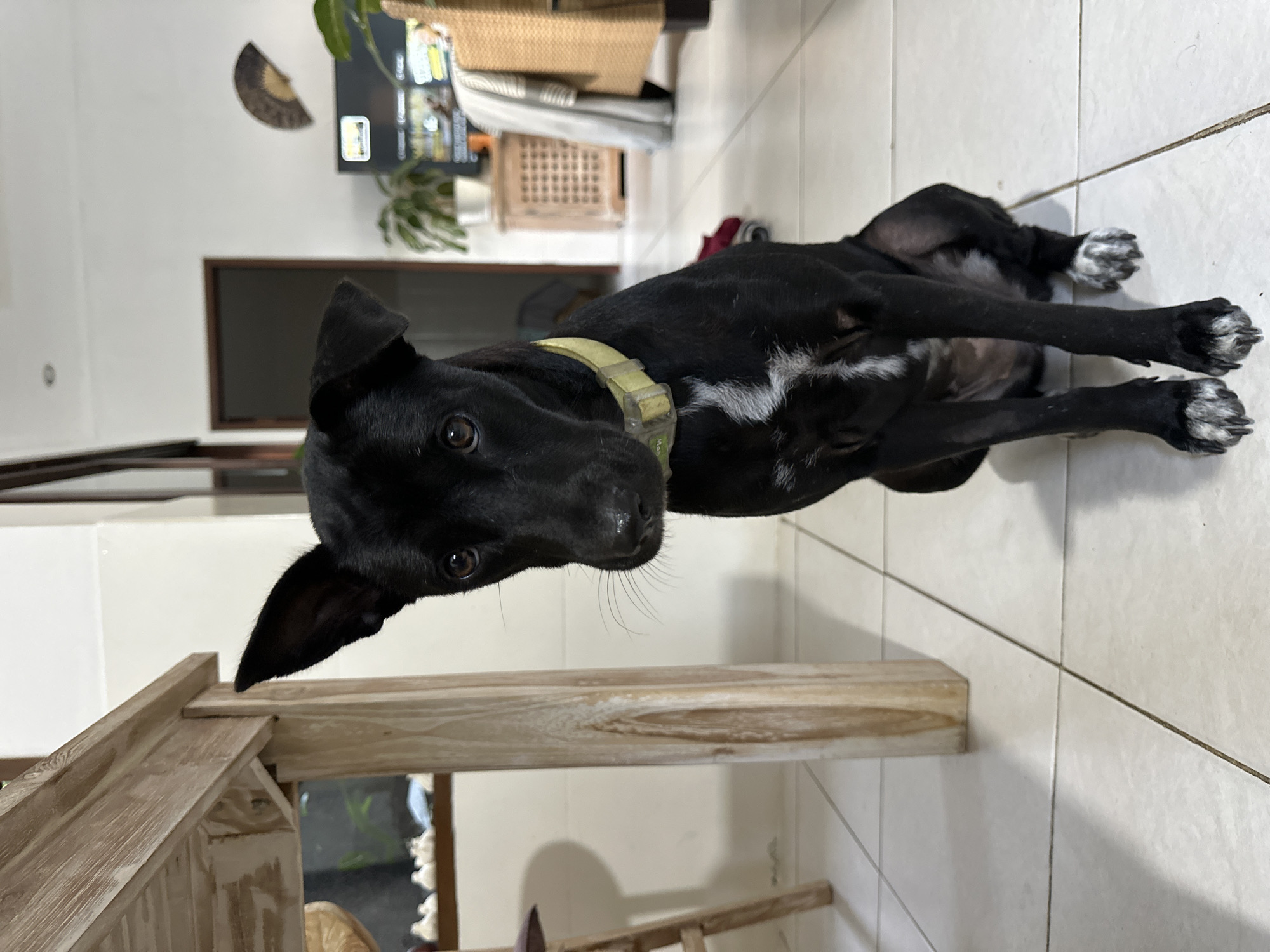 A black dog with white markings on its chest and paws sits on a white tiled floor in Kuta Selatan, Indonesia. The dog is facing the camera, with its head tilted slightly to the left. It wears a yellow collar. To the left of the dog, a light wood table with visible grain is partially in frame. In the background, a wall is visible, with a dark doorway on the right and a television set mounted on the wall. A plant in a pot sits on a wooden cabinet to the right of the television. A wicker chair is also visible to the far right of the image. The lighting suggests an indoor environment with natural light coming from an unseen source.
