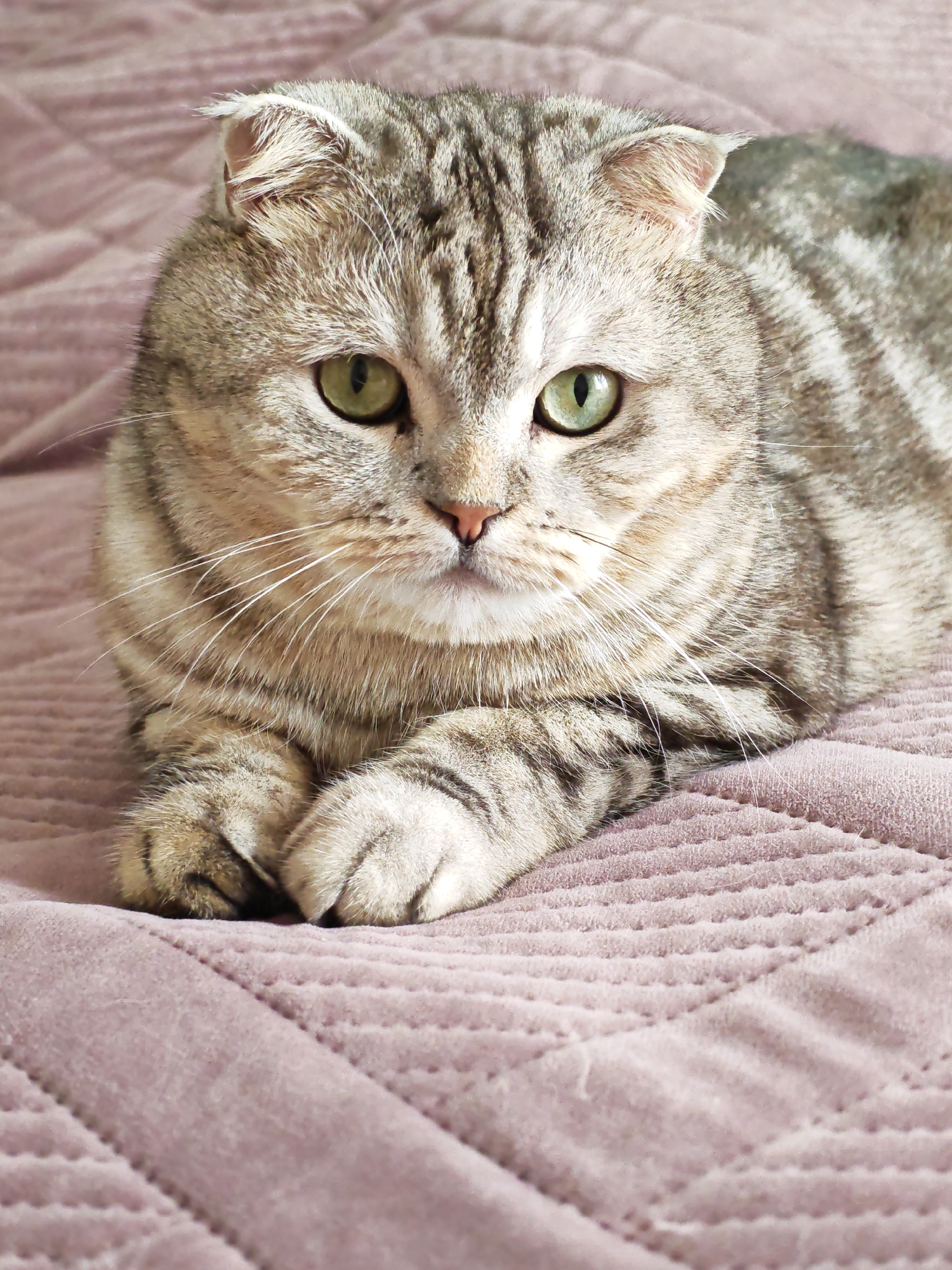 An adult Scottish Fold cat with tabby markings and green eyes lies on a textured, pink blanket. The cat is positioned facing forward, with its front paws crossed. The background is a close-up of the blanket, showing its quilted pattern. The lighting is natural, with soft shadows indicating an indoor setting. There are no people or other objects visible in the frame.