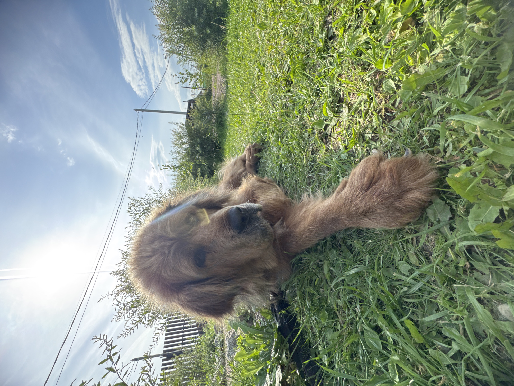 In Kempelevo, Russia, a large, fluffy brown dog lies on a patch of green grass under a bright, sunny sky. The dog is positioned in the foreground, with its head turned slightly to the left, looking towards the camera. Its fur is thick and appears to be slightly matted in places. One of its front paws is extended forward, resting on the grass. Behind the dog, a wooden fence is visible on the left side of the frame, and beyond that, a cluster of green bushes. Power lines stretch across the upper portion of the image, with a utility pole visible in the distance. The sun is high in the sky, creating a bright glare that casts a lens flare across the dog's face and the upper part of the image. The overall impression is one of a relaxed dog enjoying a sunny day outdoors.