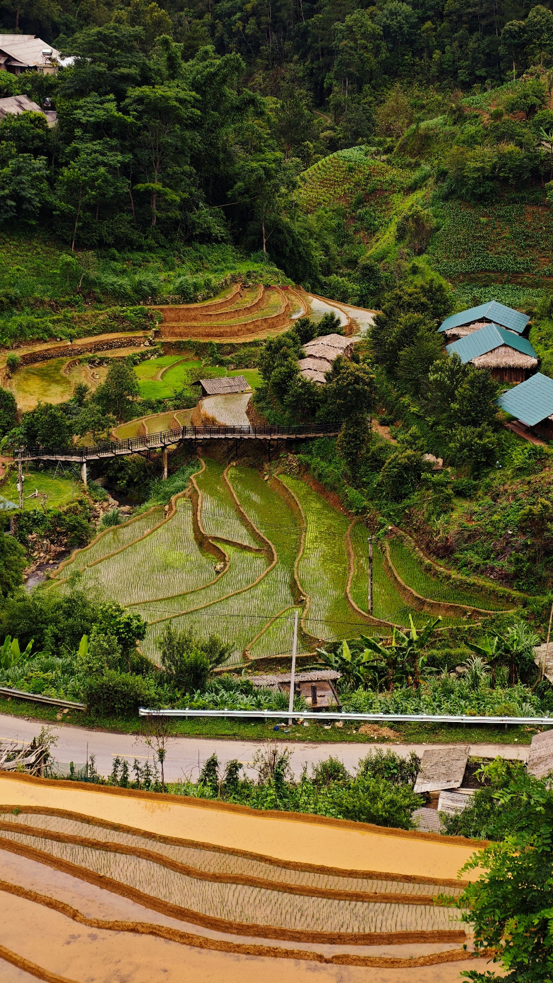 This image captures a panoramic view of an agricultural valley in Dế Xu Phình, Vietnam, characterized by extensive terraced rice fields. The scene is dominated by lush green foliage and varying states of cultivated paddies across a mountainous landscape.
In the upper section, dense, verdant forest covers steep hillsides, with several traditional houses featuring brown thatched roofs interspersed within the trees on the left. On the right, more structures with distinct teal-colored corrugated metal roofs are visible, also nestled among the trees on a sloped terrain.
Mid-ground, a network of bright green rice terraces, likely recently planted or newly grown, forms curvilinear patterns, conforming to the contours of the land. Water reflects in many of these paddies. A dark-colored wooden pedestrian bridge with railings, supported by light-colored pillars, spans a narrow valley segment, crossing over a visible stream or small river. Adjacent to the bridge and terraces, additional small, rudimentary shelters with thatched roofs are observed. More houses, similar to those with thatched roofs, are scattered on the hillsides surrounding these central terraces.
The lower portion of the image reveals a series of broader, less vegetated terraces, filled with muddy brown water, suggesting a preparation or early stage of cultivation. A paved road, light grey in color, traverses horizontally across the middle-lower part of the frame, bordered by a white guardrail on its outer edge. The road is flanked by green vegetation and small trees. No individuals are visible within the scene.