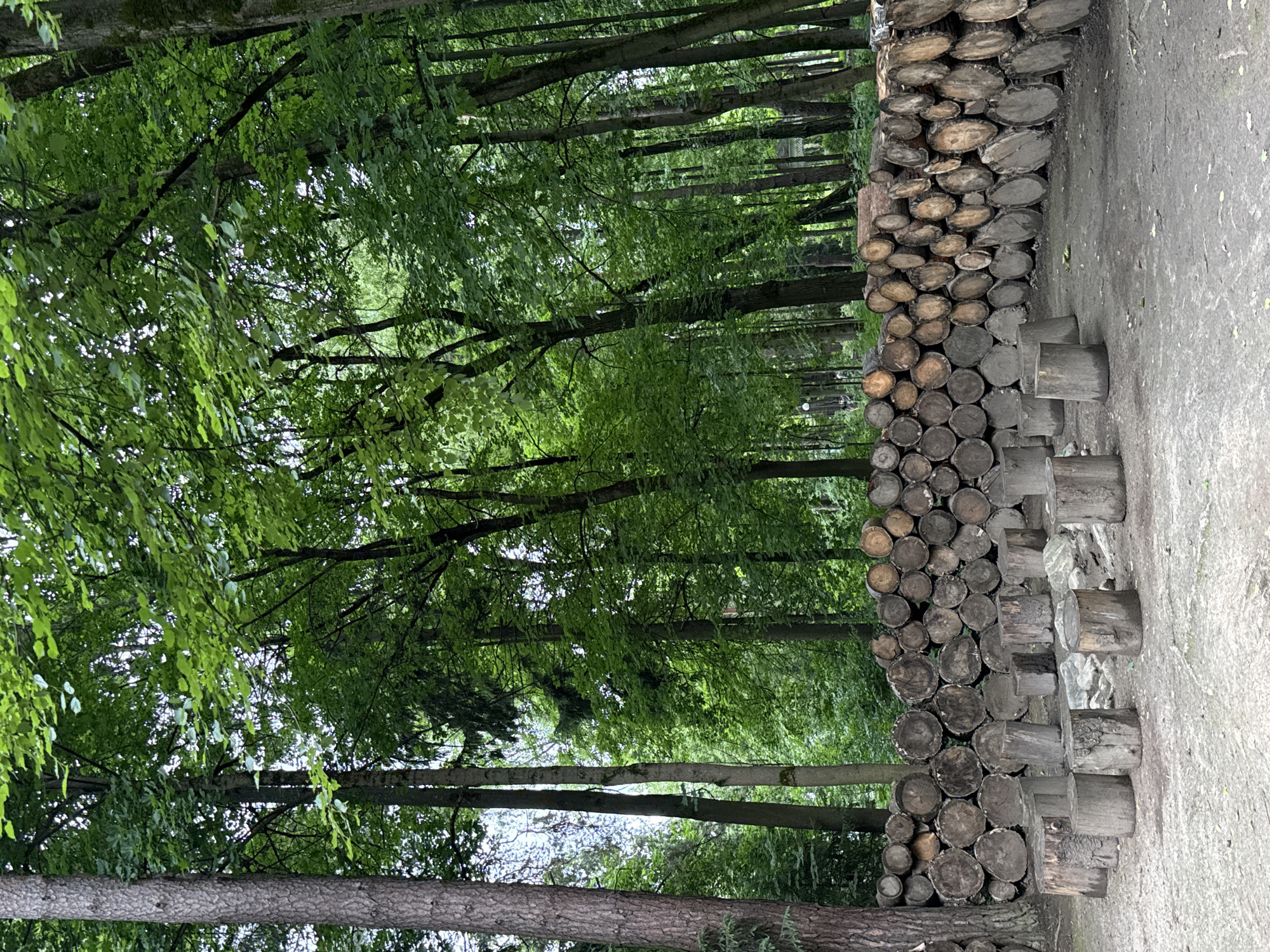 The image shows a stack of firewood on the right side, with a forest in the background. The firewood is neatly arranged, with logs of various sizes and shapes stacked horizontally. The forest is dense and green, with tall trees and lush foliage. The ground in front of the firewood is a dirt path, and there are a few scattered rocks. The image is taken from a low angle, looking up towards the trees. The lighting suggests it is daytime, possibly late morning or early afternoon, with the sun filtering through the leaves. The overall scene evokes a sense of nature and rustic simplicity. There is no visible text in the image.
