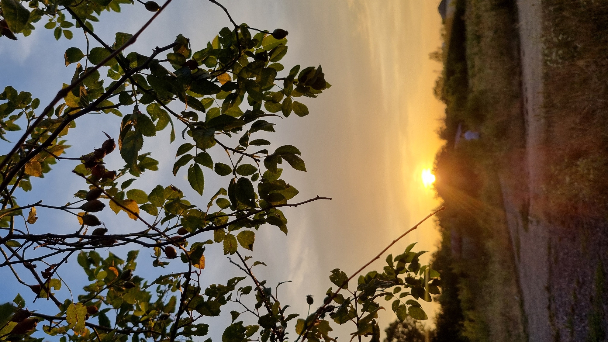 The image depicts a sunset scene, likely in Berehove, Ukraine. In the foreground, branches with green and yellowing leaves, some bearing small rosehips, are silhouetted against the sky. The branches partially obscure the view of the horizon. The sun is low in the sky, casting a warm, golden glow and creating visible sunbeams that fan out across the image.
Below the branches, a landscape unfolds, featuring dry grass and sparse vegetation. A dirt path or road runs diagonally through the lower portion of the scene. In the middle ground, a blurry figure of a person in a white shirt can be seen standing amidst the foliage, facing away from the camera. The overall impression is one of a natural, outdoor setting during the golden hour, possibly on the outskirts of a residential area given the faint outlines of structures in the far distance. The sky is a gradient of light blue at the top, transitioning to a hazy orange and yellow near the horizon due to the setting sun.