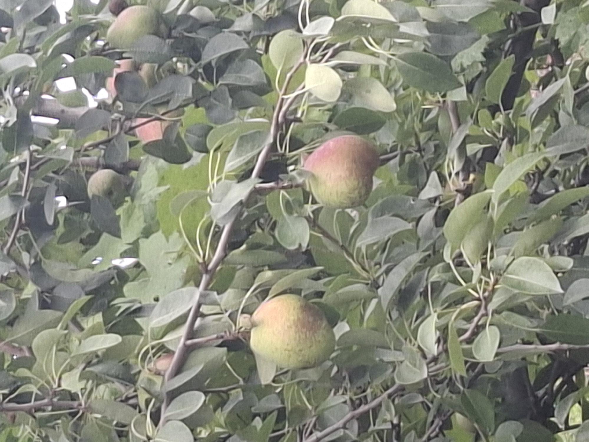 A close-up, vertically oriented, outdoor shot captures a cluster of pears growing on a tree amidst lush green foliage. The pears are predominantly green with some showing blush of red or pink, indicating ripeness. They hang from branches, supported by thin stems. The background is filled with an abundance of leaves and branches, creating a dense, natural setting. The image does not contain any people or identifiable structures, and no specific location in Almaty, Kazakhstan, can be determined from the visual information provided. The lighting suggests it is daytime, with soft light filtering through the leaves.