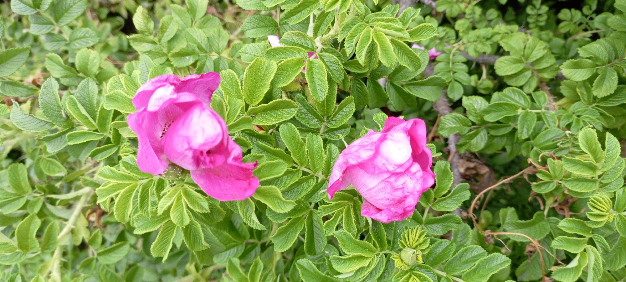 In Kirsanov, Russia, a close-up, eye-level, full-frame photograph captures a dense cluster of green foliage from a rosehip bush. Two vibrant pink rosehip flowers are prominently featured, one on the left and another on the right, both in mid-bloom. Their delicate petals display subtle white marbling. The leaves are a rich green, with some showing a slightly lighter hue at the edges, and many are textured with visible veins. The background is a soft blur of more green leaves and hints of brown branches, suggesting a natural, outdoor setting likely within a garden or park. No people are visible in the image.