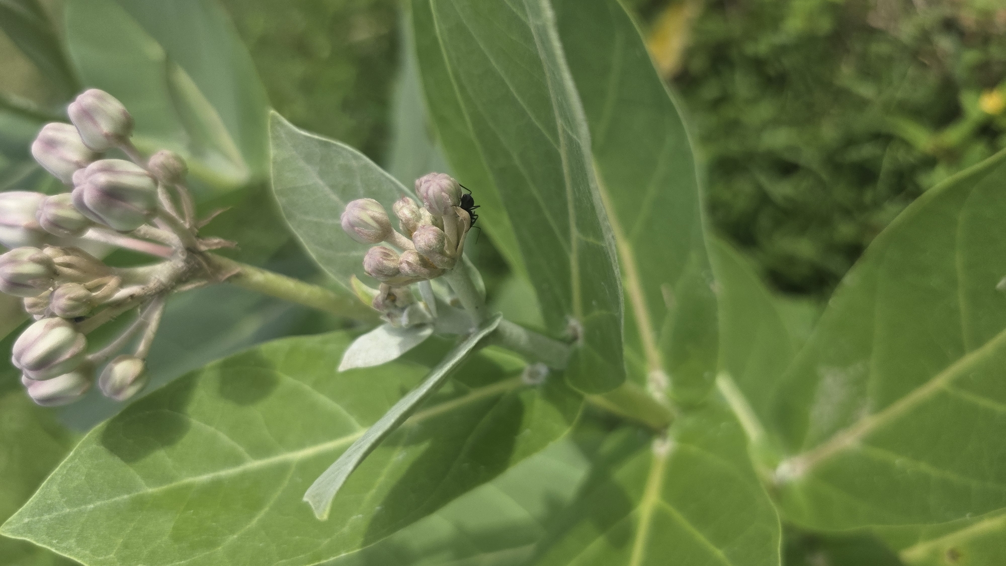 A close-up shot focuses on the buds of a plant, possibly a Crown Flower, and a small insect, likely an ant, resting on the buds. The plant has large, light green leaves with prominent veins. Some of the buds are clustered together on a stem, with a slight purple tint on the tips of the buds. The background is out of focus, showing a mix of green foliage. Based on the location provided, Lhokseumawe, Indonesia, it is likely taken in a natural setting within the city.