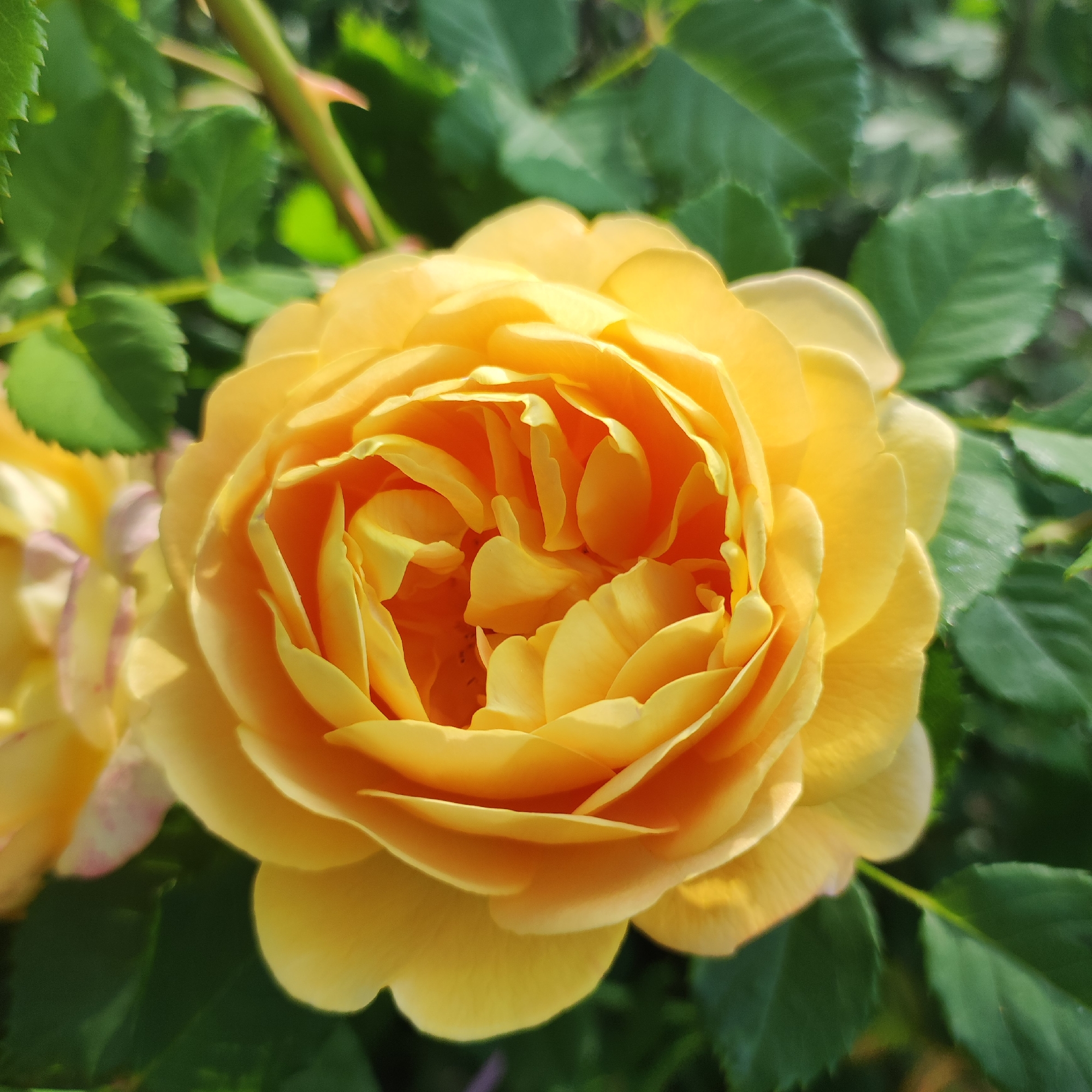 A close-up shot features a fully bloomed yellow rose with tightly packed petals. The rose is the primary subject, with its center showcasing a rich orange hue that transitions to yellow on the outer petals. The background consists of blurred green foliage and stems, typical of a garden setting. There are no people or actions depicted in the image. The scene is consistent with a rose bush in bloom, likely in a residential garden or public park. The location in Navoloki, Russia, is not visually discernible from the image itself.