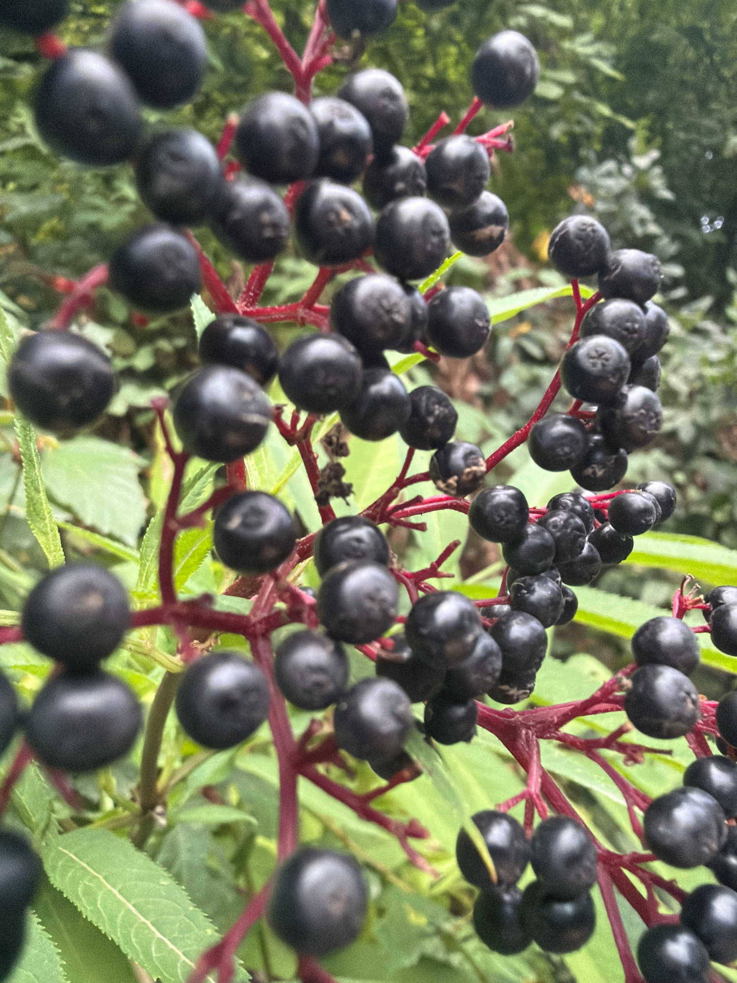 This is a close-up, high-angle, eye-level shot of a cluster of ripe elderberries on their stems. The berries are small, round, and a deep black color. Some of the berries show subtle indentations or variations in their surface texture. The stems are a vibrant reddish-purple and branch out to hold the berries. In the background, blurred green leaves and foliage suggest a natural outdoor environment. The lighting appears to be natural daylight, with soft shadows indicating it is likely overcast or the sun is diffused. There are no people or man-made objects visible in the image, and there is no discernible connection to Masalli, Azerbaijan, as the image lacks any identifying landmarks or context specific to that location.