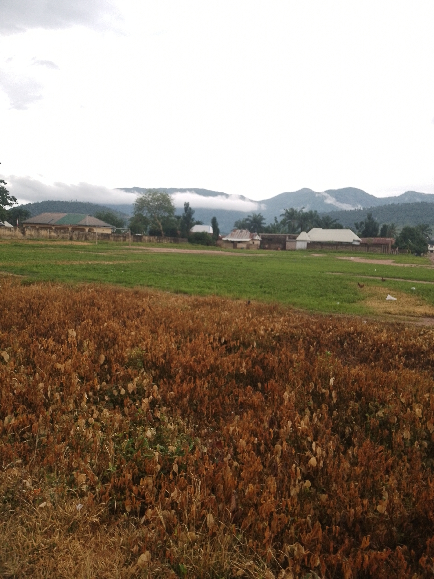 In the city of Serti, Nigeria, this photograph captures a landscape featuring a dry, brown field of dead vegetation in the foreground, transitioning to a vibrant green field in the midground. Beyond the green field, a cluster of buildings, including houses with corrugated iron roofs, are visible, with a brick wall surrounding a property. In the background, a line of trees stands in front of rolling hills partially obscured by mist and clouds, indicating a possibly humid or overcast day. The overall scene depicts a rural or semi-rural environment, potentially a village on the outskirts of Serti, characterized by agricultural land and modest housing.