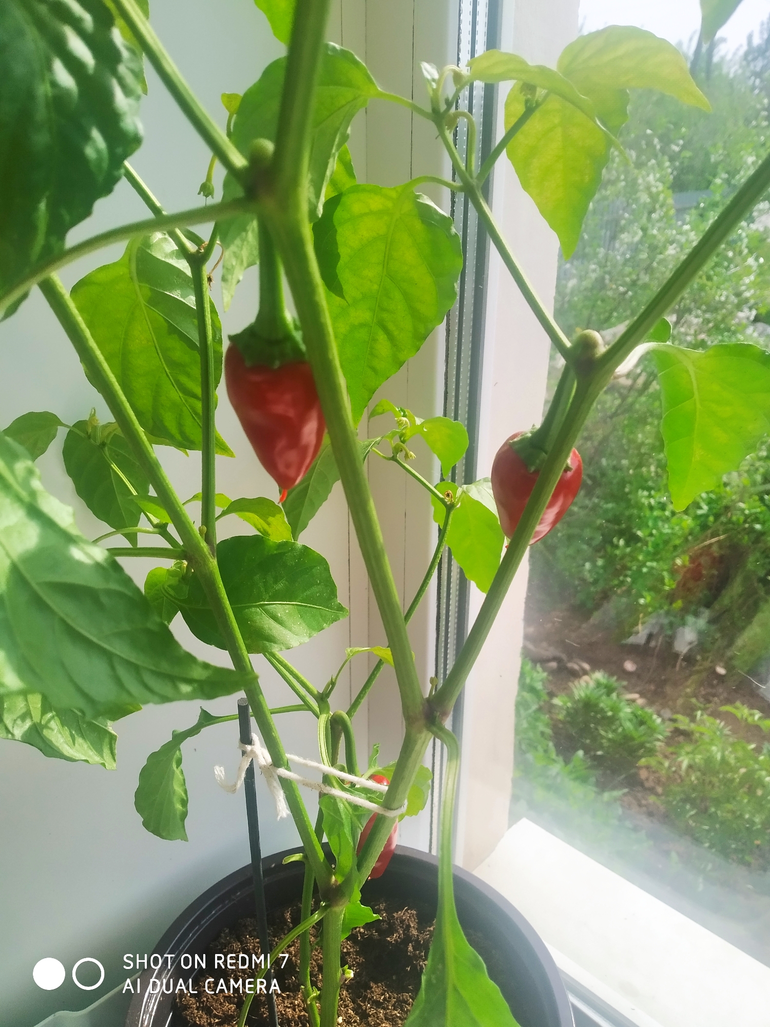 A close-up, medium-shot photograph depicts a pepper plant with several ripe red peppers growing in a black plastic pot. The plant is positioned near a window, with greenery visible outside, suggesting an outdoor setting. A slender, dark stake supports the plant, and white twine is used to tie the plant to the stake. The plant has several green leaves, with varying shades of green, which appear healthy. The peppers are bright red and have a teardrop shape. The location is likely indoors, indicated by the window and the presence of the potted plant. The exact location within Ochansk, Russia cannot be determined from the provided image.
