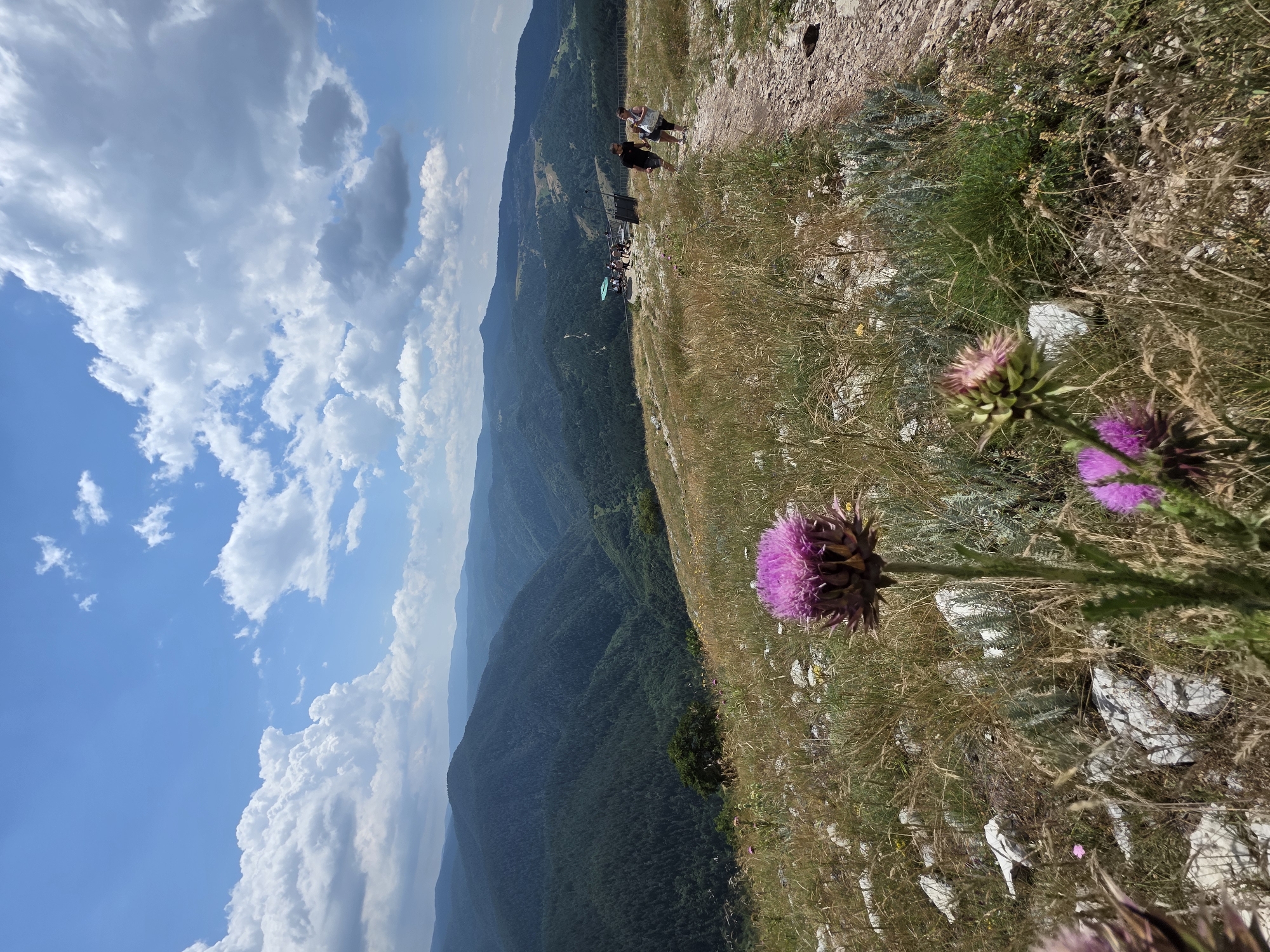 This image depicts a panoramic view of a mountainous landscape under a partly cloudy sky. In the foreground, wild purple thistle flowers are in bloom, with dry grass and scattered rocks. A narrow, rocky path leads into the distance, where several people are visible near a viewing platform with a green umbrella. The middle ground is characterized by rolling hills covered in dense, dark green pine forests. In the background, layers of distant mountains fade into a hazy blue, indicating their vastness. The overall scene suggests a natural, elevated area, likely a hiking trail or viewpoint, in the vicinity of Iagodina, Bulgaria, known for its mountainous terrain and natural beauty. The weather appears to be fair, with sunlight illuminating the landscape and casting shadows.