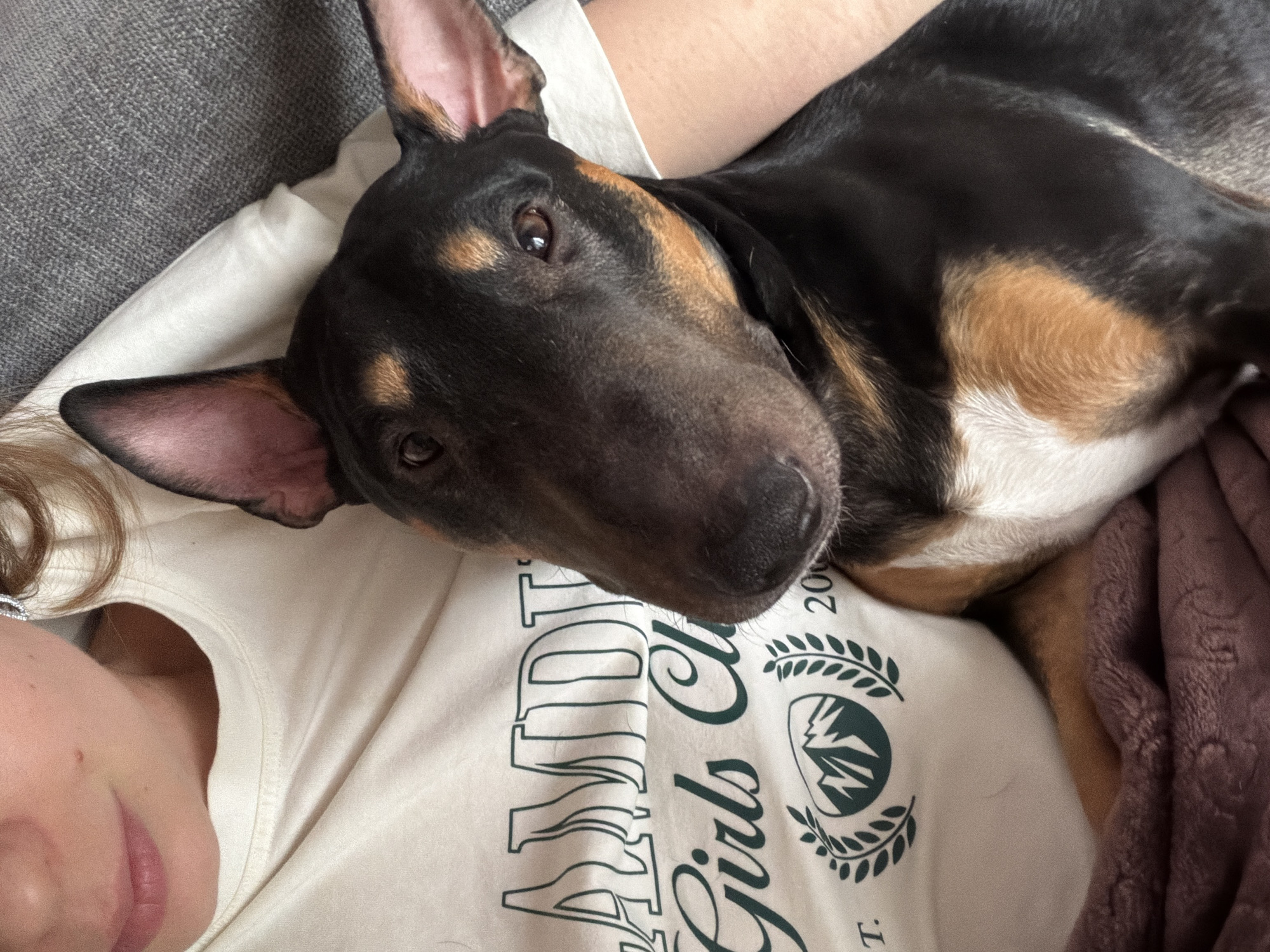 A close-up, high-angle shot captures a person and a tricolor Bull Terrier (black, tan, and white) in an indoor setting. The dog lies relaxed on the person's chest or lap, its head turned towards the camera with a calm, gentle expression. Its distinctive, pointed ears are erect, and its dark brown eyes are visible.
Only the lower part of the person's face—including the chin and lips—and a shoulder are visible on the left side of the frame. The person has light skin and light brown hair. They are wearing a cream or off-white t-shirt with green graphic print. Partially legible text on the shirt includes "ANDI" (or similar letters), "Girls Clu" (likely "Girls Club"), and the partial year "200" (e.g., "2000" or "2020"). A circular logo featuring mountains encircled by laurel wreaths is also visible on the apparel.
In the background, a textured grey fabric, possibly a couch or piece of furniture, is seen on the upper left, contributing to the indoor setting. A soft, purple or mauve blanket is visible on the right, further enhancing the cozy atmosphere. The image depicts a moment of affectionate companionship and relaxation between the pet and its owner. No specific time of day or external location cues are discernible.