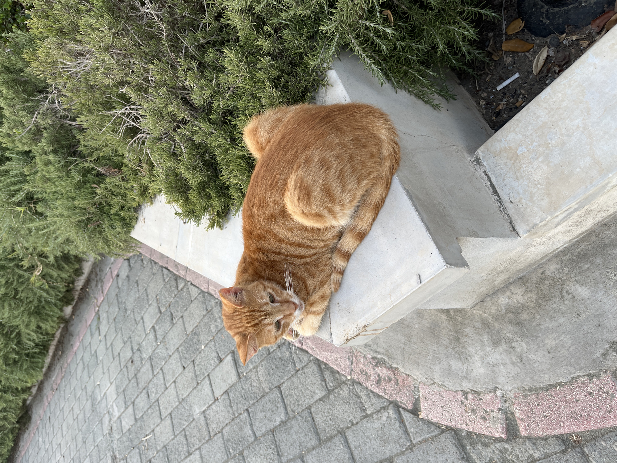 A ginger cat is resting on a concrete ledge next to a rosemary bush in Agios Tychona Community, Cyprus. The cat is curled up with its tail wrapped around its body and its head resting on its paws, with its eyes partially closed. The ledge is made of light-colored concrete and has some dirt and debris on it. Behind the ledge is a dense rosemary bush with green foliage. To the left of the ledge, a paved walkway made of grey interlocking bricks with a thin pink border is visible. A single cigarette butt and some fallen leaves are on the ground near the base of the ledge. The overall environment appears to be outdoors, possibly in a garden or public space.