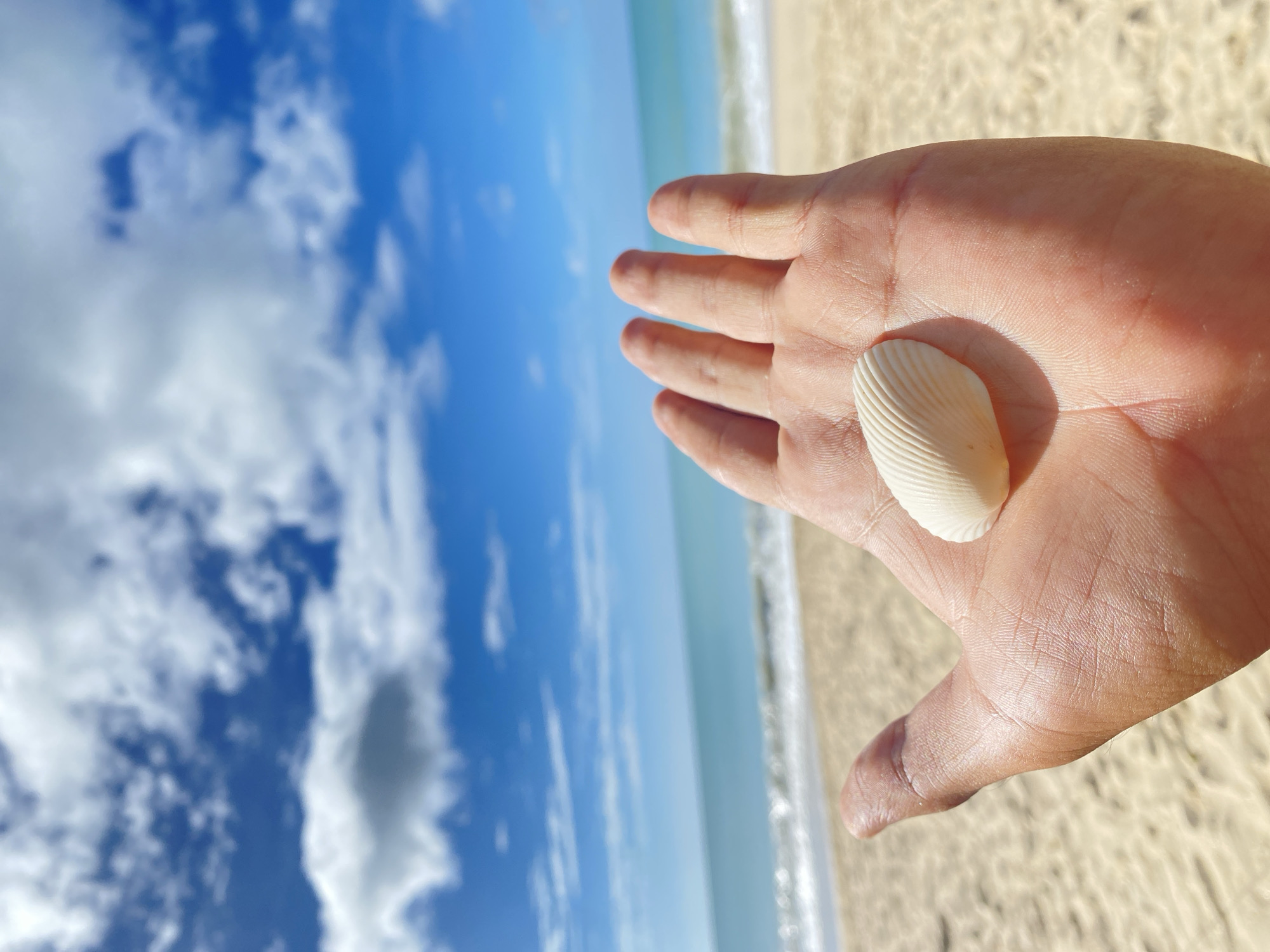A sunlit photograph taken at Pedro González, Venezuela, shows a person's open palm holding a small, white, ridged seashell. The hand faces towards the horizon, where a pale sandy beach meets a calm, light-blue sea. The sky, a deeper blue, is dotted with fluffy white clouds.