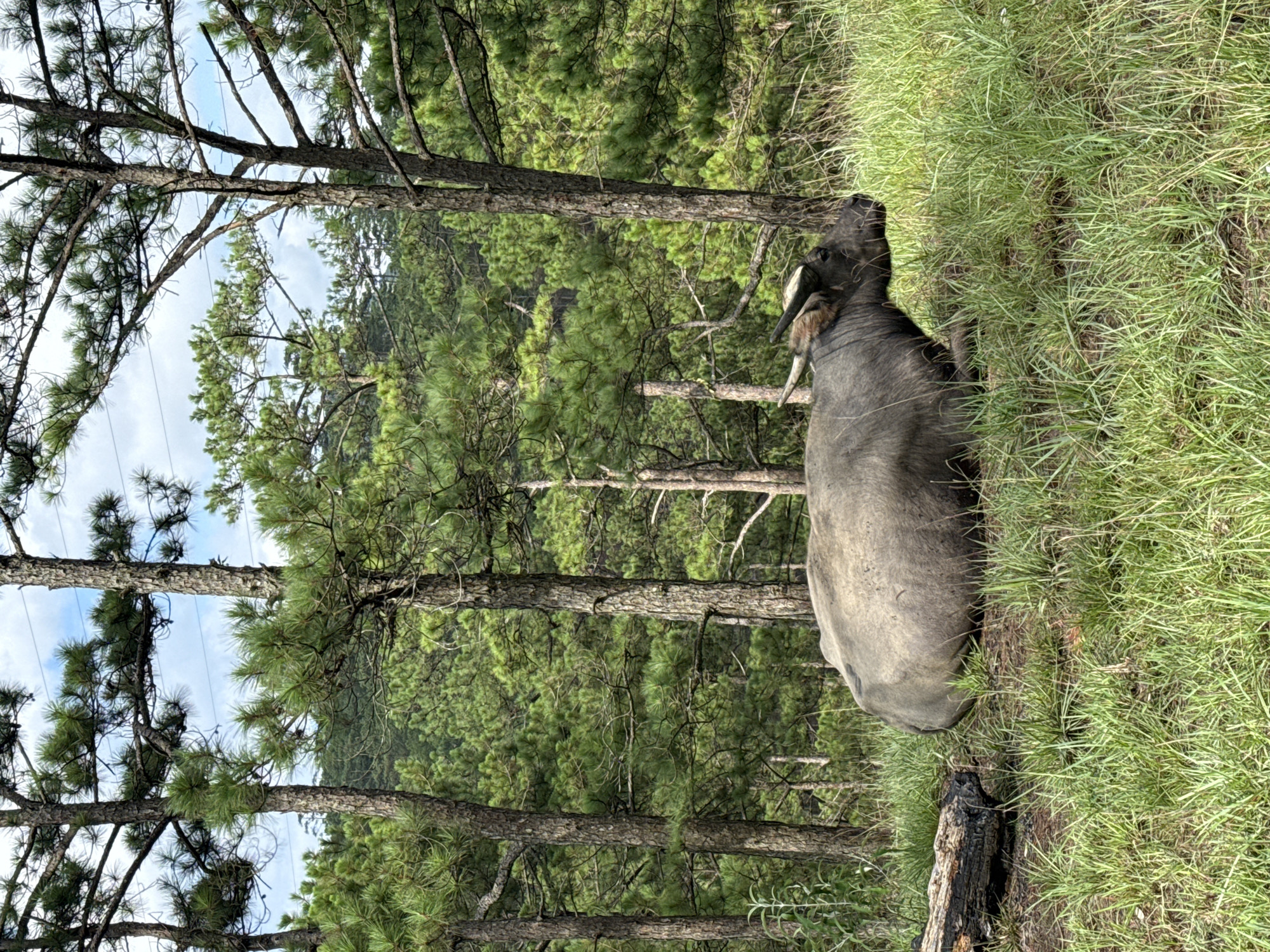 The image depicts a large, dark-grey water buffalo resting on its right side in a grassy clearing within a dense pine forest, characteristic of the landscape in Lam Vien - Da Lat, Vietnam. The buffalo, centrally positioned in the lower frame, faces right, revealing its profile including dark eyes, ears, and short, thick horns that curve slightly upward. To the immediate left of the buffalo, a dark, charred log lies horizontally on the ground amidst the mixed green and dry grasses of the foreground. The midground and background are dominated by numerous tall, slender pine trees with rough, dark bark and vibrant green needle-like foliage, forming a thick canopy. Patches of light blue sky with scattered white clouds are visible through the gaps in the upper canopy. The scene is illuminated by natural daylight. No human subjects or objects indicating human presence other than potentially managed land are visible.