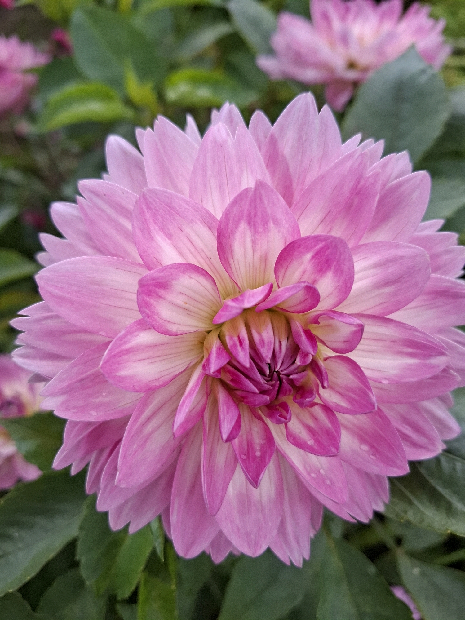 This is a close-up, vertical, eye-level shot of a bright pink dahlia flower. The dahlia is in full bloom and takes up most of the frame, with its petals radiating outwards from a tightly packed, darker pink center. The petals are edged in white, creating a delicate striped effect. Some of the petals have small water droplets on them, suggesting recent rain or watering. In the background, out of focus, are more pink dahlias and dark green foliage. The lighting is soft and natural. This image appears to be a botanical photograph taken in a garden setting. There is no visible context to indicate a specific location within the city of Romantik, Russia, or any people, actions, or interactions.