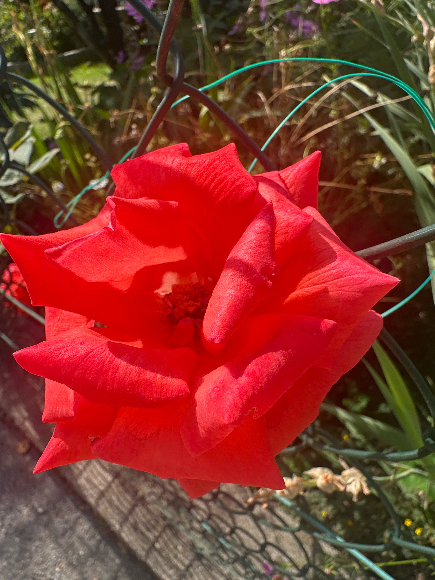A close-up, outdoor, vertical, eye-level, natural light photograph depicts a bright red rose in full bloom. The rose is centered in the frame, occupying the majority of the image. Its petals are unfurled, revealing a darker, textured center with visible stamen. The rose is positioned in front of a green wire fence, which is slightly out of focus and cuts across the upper and lower portions of the image. Behind the fence, out-of-focus greenery and hints of purple flowers can be seen, suggesting a garden setting. The lighting indicates it is daytime, with sunlight casting shadows on the rose petals and the ground below, which appears to be a paved surface with a visible grid pattern. The image was captured in a garden in Bad Endorf, Germany.