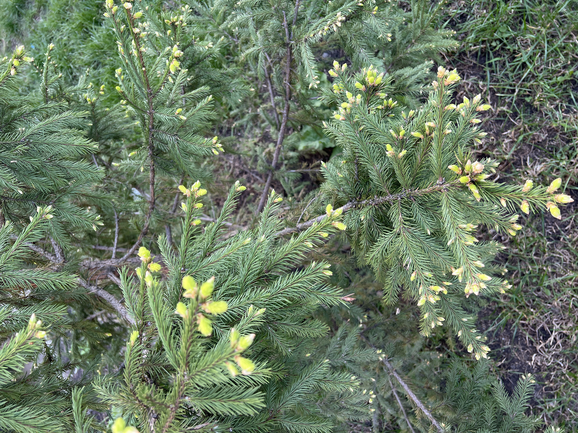 The image presents a close-up view of several spruce trees, characterized by their green needles and emerging light-green buds. The background is blurred and shows some dry grass or ground cover, likely in an unkempt state. There are no people visible in the image. The setting could be a park or garden in Ufa, Russia, during springtime when the trees are starting to bud.
