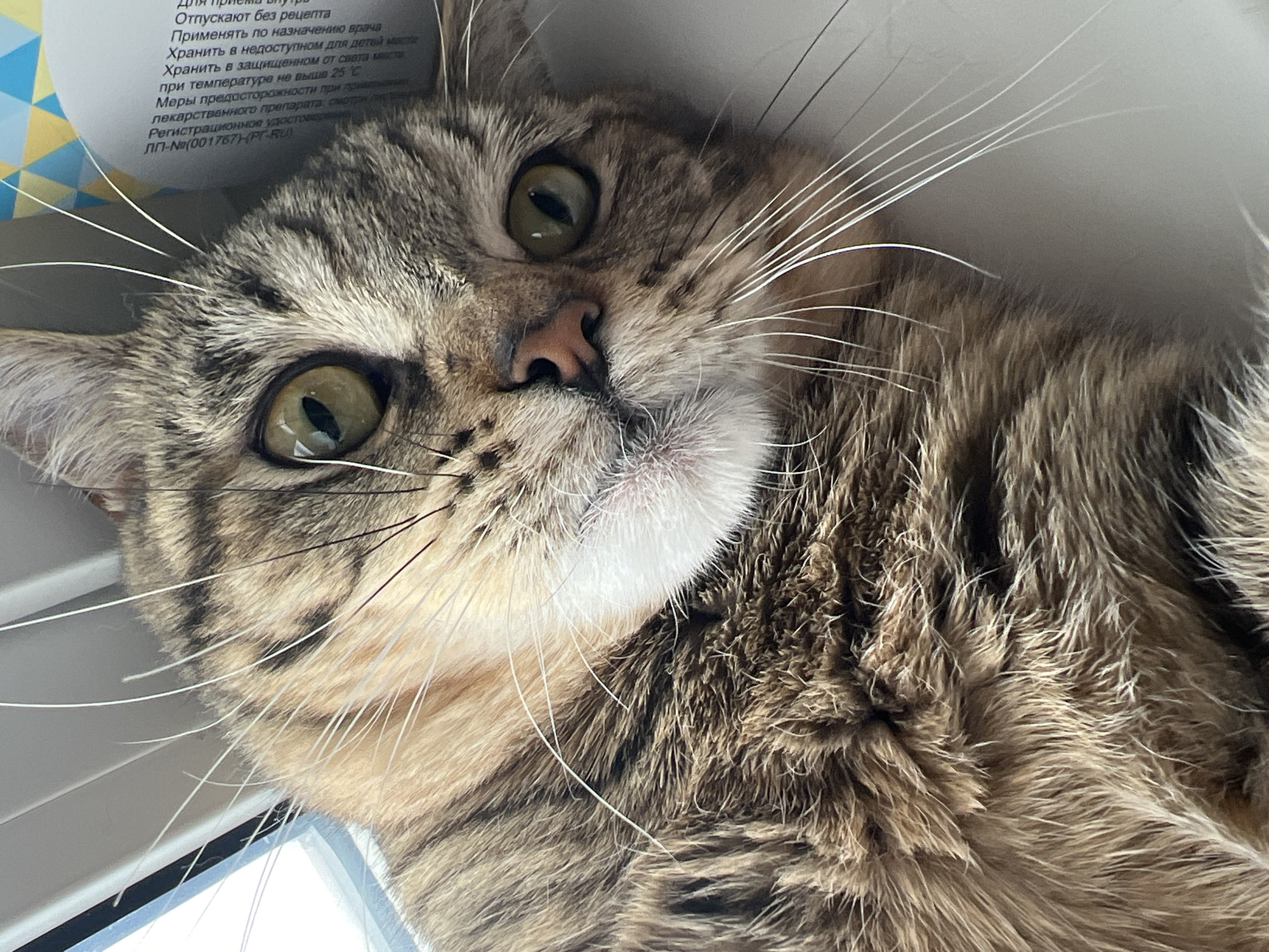 The image captures a close-up, high-angle view of a domestic tabby cat, observed within a residential setting in Izhevsk, Russia. The cat, possessing distinct brown, black, and tan striped fur, is lying on its side on a flat, light-colored surface, likely a windowsill. Its head is oriented upwards, facing the camera. The cat's large, green-yellow eyes feature vertical black pupils. A pinkish-brown nose and a prominent white muzzle with numerous long, white and some black whiskers are clearly visible. Bright, diffuse natural light originates from a window positioned to the left of the frame. In the background, to the upper right of the cat's head, a white cylindrical container with Cyrillic text is partially visible. The text identifies it as a pharmaceutical product, providing usage instructions such as "Dispensed without prescription," "For oral administration," and storage details including "Store at a temperature not exceeding 25°C." A small section of a multi-colored geometric pattern is also visible above the container. No human subjects or discernible actions are present.