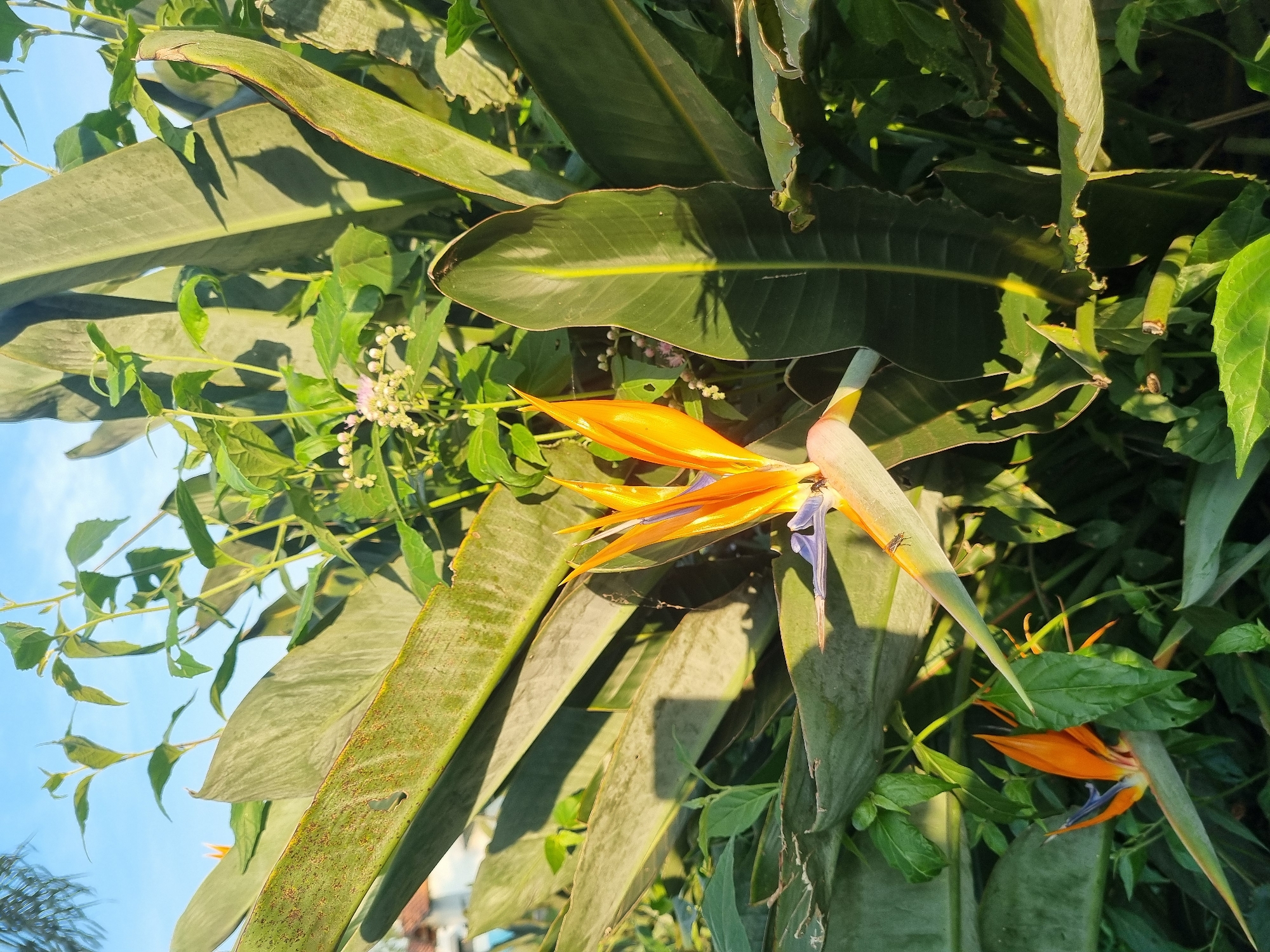 The image shows a close-up of a Bird of Paradise flower with vibrant orange and blue petals, surrounded by large green leaves and smaller green foliage. The flower is in focus, with a shallow depth of field blurring the background. Sunlight illuminates the scene, casting shadows on the leaves. In the upper left corner, a glimpse of a blue sky is visible. The setting appears to be outdoors, possibly in a garden or natural environment, consistent with the climate of Laranjal Paulista, Brazil. There are no people or specific urban elements clearly identifiable, but the presence of a building in the far background suggests a semi-urban or rural residential area. The overall impression is one of lush tropical vegetation bathed in natural light.