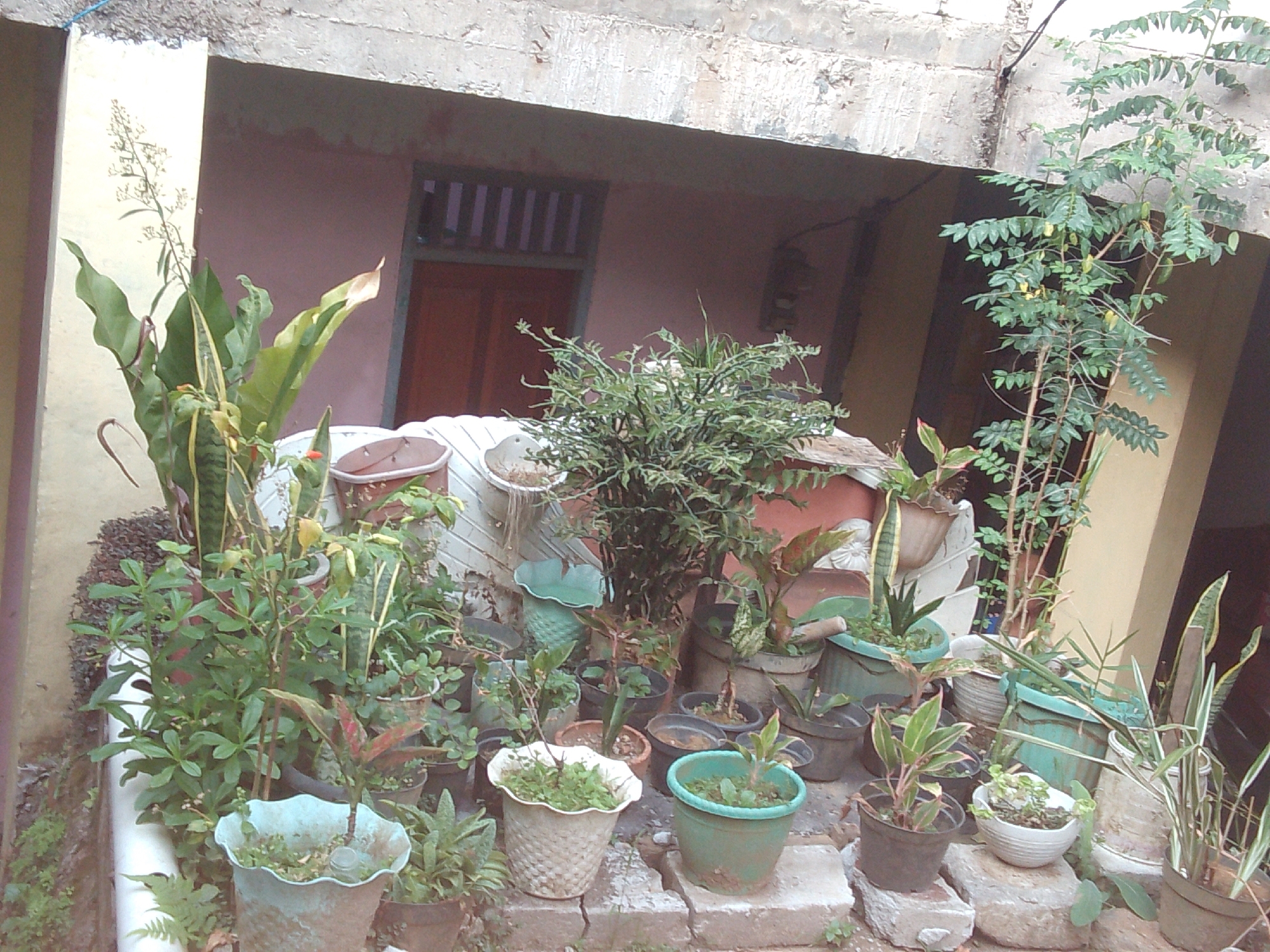This image depicts an outdoor plant nursery or collection of potted plants situated in front of a building with a reddish-brown facade and a partially visible white pipe. The plants are arranged on the ground and on stacked concrete blocks. There are various types of plants in different sized pots, including a tall, thin-trunked tree with compound leaves on the right side of the image, a spiky green bush-like plant in the center, and several snake plants with variegated leaves. Some pots are made of terracotta or clay, while others are plastic in green and blue hues. A large white pot or container is visible towards the left side of the frame. The background shows a doorway with vertical bars and a portion of a concrete structure overhead. The overall impression is of a well-tended collection of plants in a somewhat rustic setting, potentially a residential area or a small commercial establishment in Cisarua, Indonesia, given the context. There are no people visible in the image. The lighting suggests it is daytime.