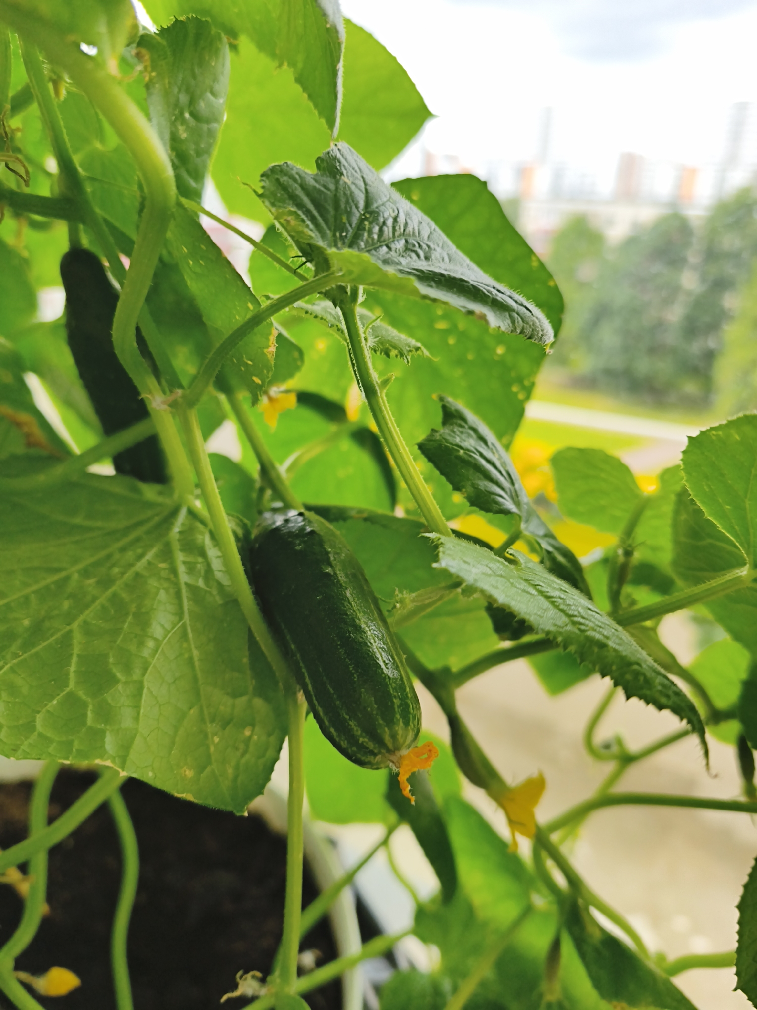 The image shows a close-up view of a cucumber plant with several small cucumbers and yellow flowers. The plant is growing on a balcony, as indicated by the background which shows a cityscape with buildings and trees. The lighting suggests it is daytime, possibly overcast due to the diffused light and visible clouds in the sky. The scene is set in Tallinn, Estonia, with the characteristic architecture visible in the distance. The cucumbers are green and have spiky surfaces, and the leaves are large and textured. The overall impression is one of urban gardening and nature flourishing in a city environment.