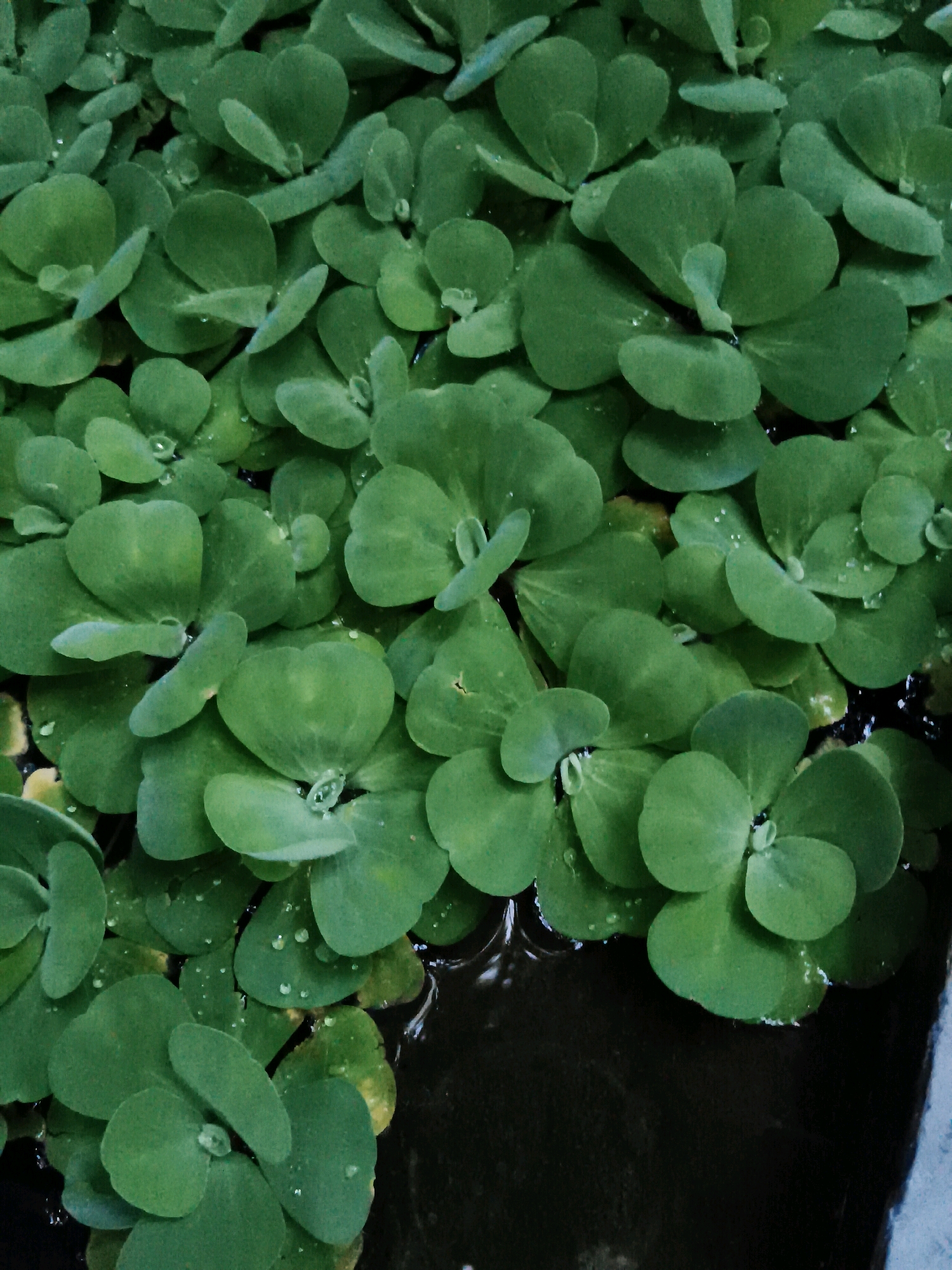 The image displays a close-up, overhead view of numerous small, green aquatic plants floating on dark water. The plants have rounded, slightly cupped leaves and are densely packed, covering most of the frame. Some leaves have small droplets of water on them. The water is dark and reflective, suggesting it is deep or murky. The overall scene is one of lush, green aquatic vegetation. No specific location in Ramagundam, India, can be identified from the image alone.