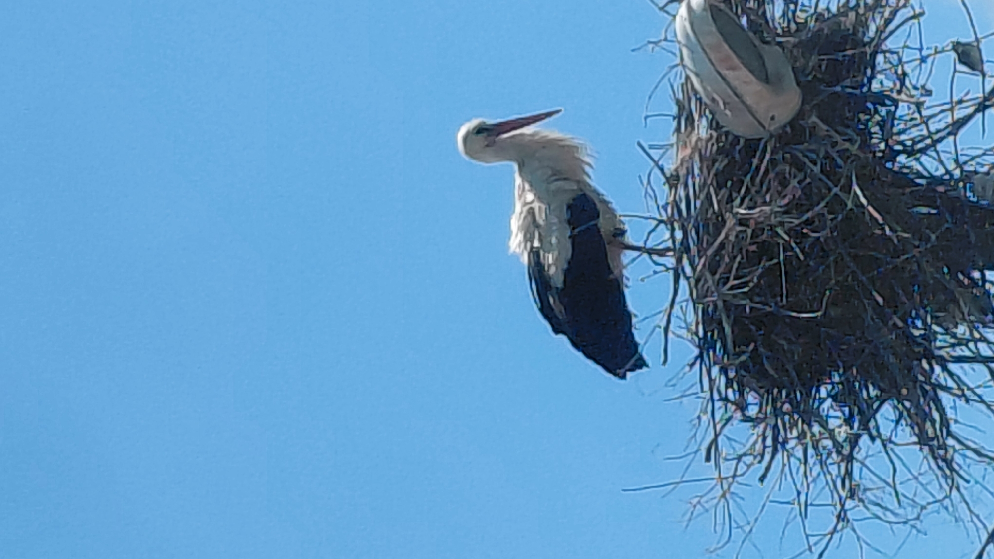 A stork perches near a large nest, constructed of sticks, in Unknown, Unknown. The stork is white with black wings and a red beak, its head tilted upward against a clear blue sky. Another stork is partially visible within the nest.