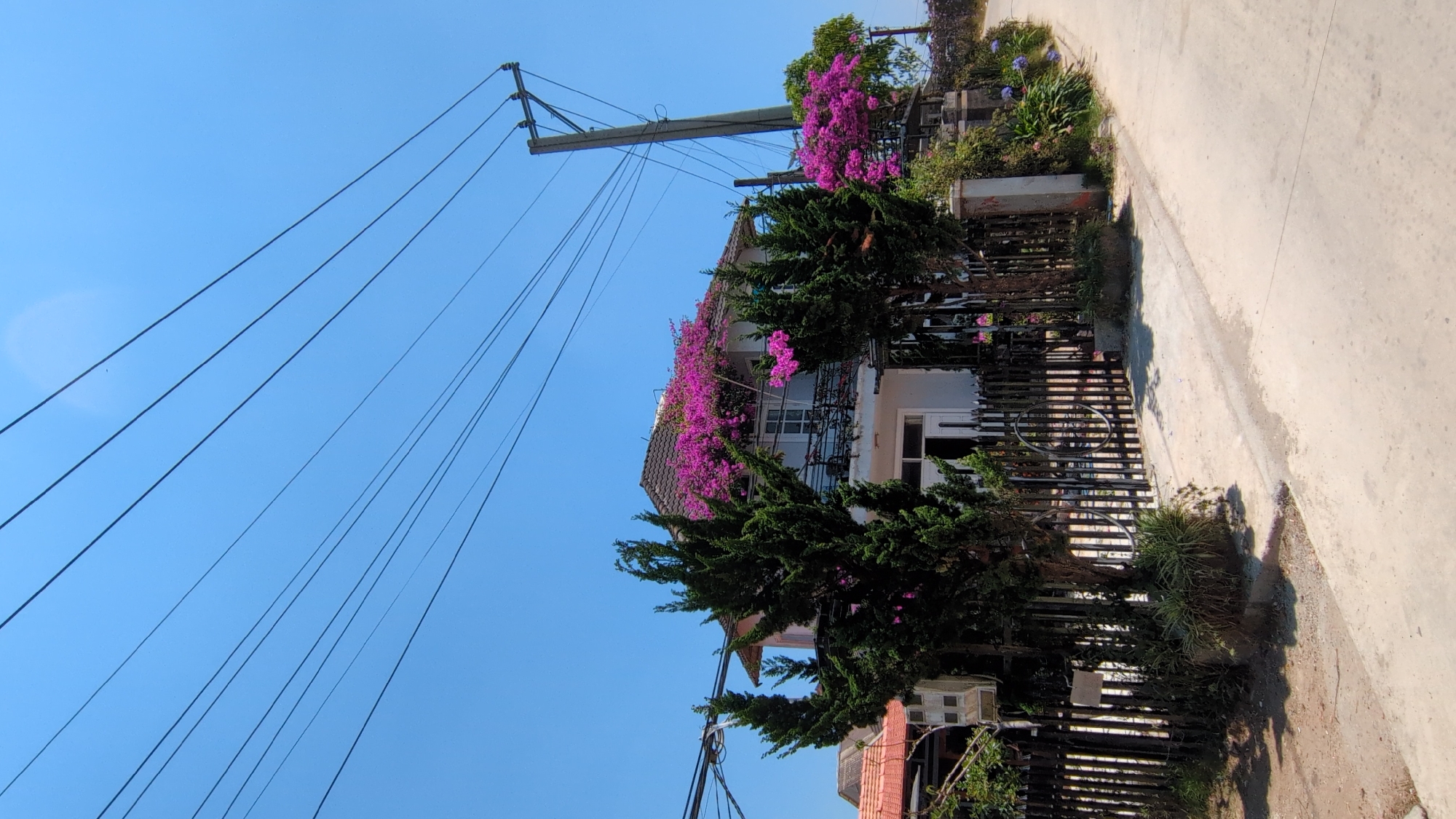 The image depicts a street scene in Trường Thọ, Vietnam. A two-story building is adorned with vibrant purple bougainvillea flowers cascading over its facade. Tall pine trees stand in front of the building. A black metal fence runs along the property line, separating the building from the concrete sidewalk. Power lines stretch across a clear blue sky.